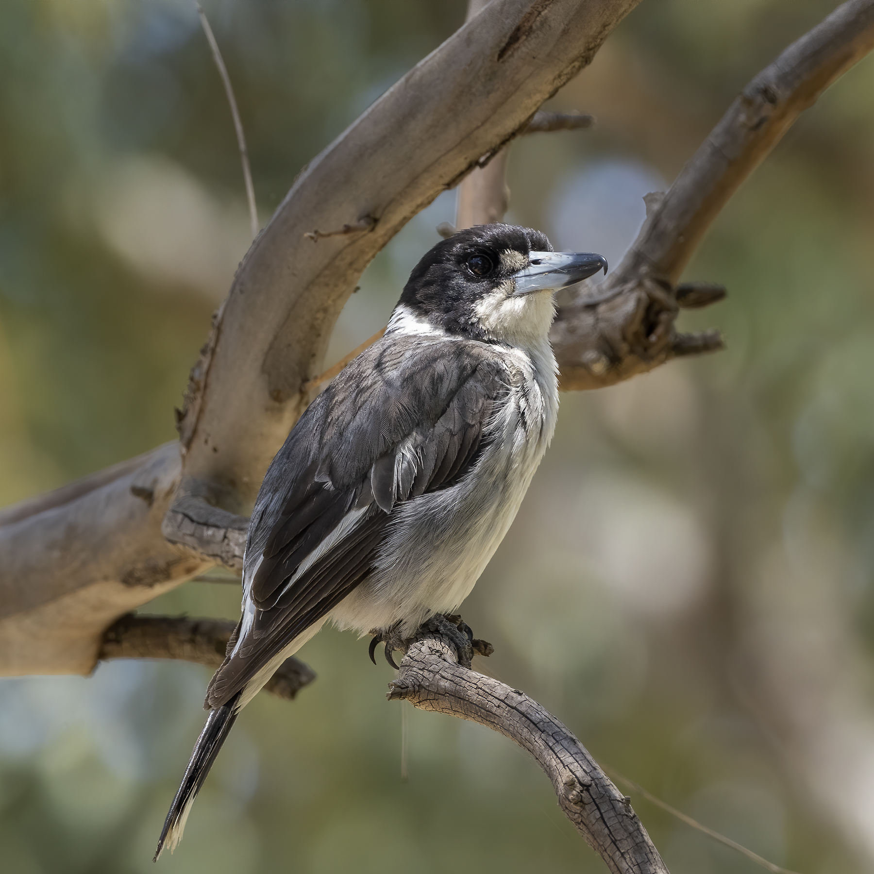 Grey Butcherbird (Image ID 43687)
