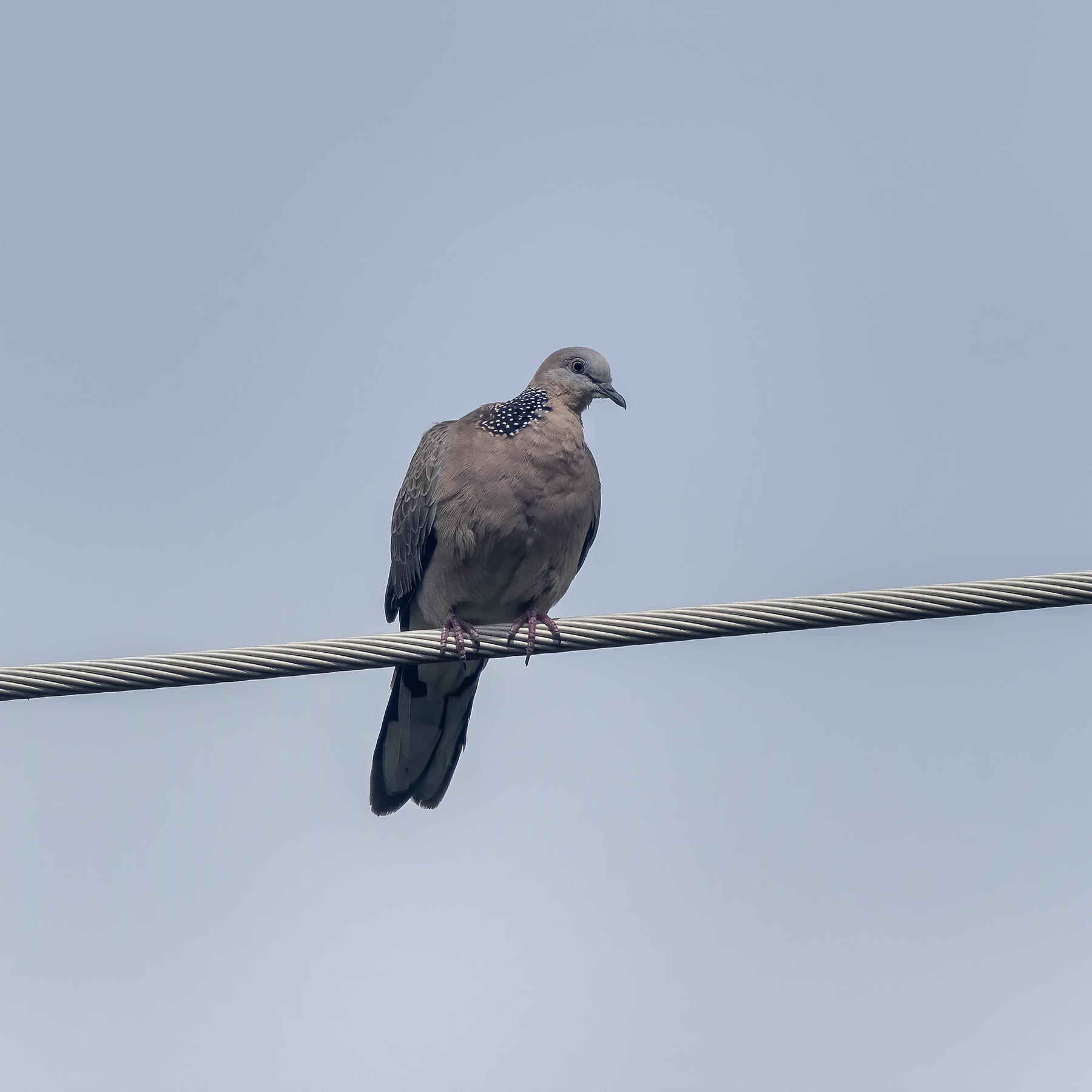Spotted Dove (Image ID 44006)