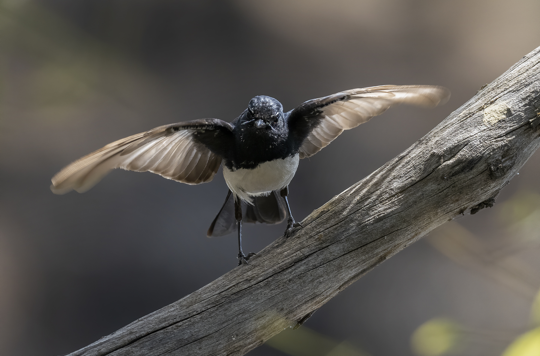 Willie Wagtail (Image ID 44007)