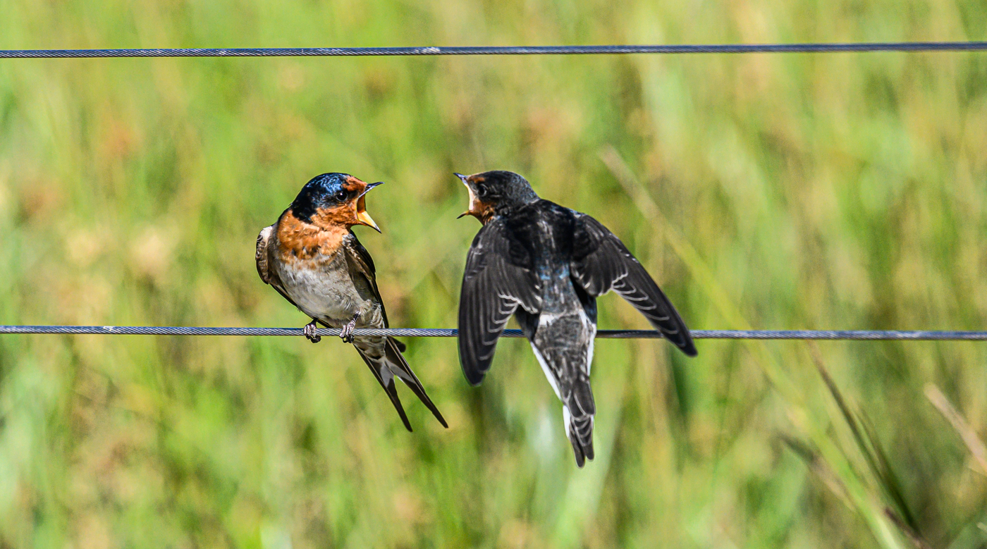 Welcome Swallow (Image ID 43995)