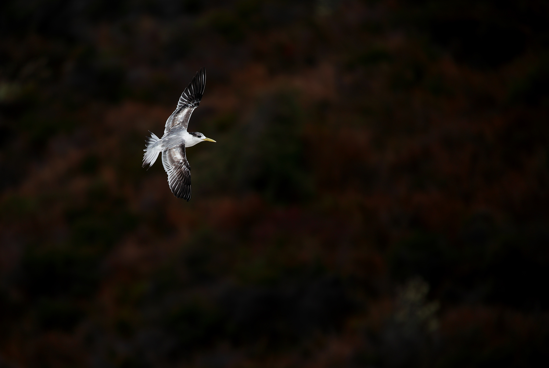 Greater Crested Tern (Image ID 43676)