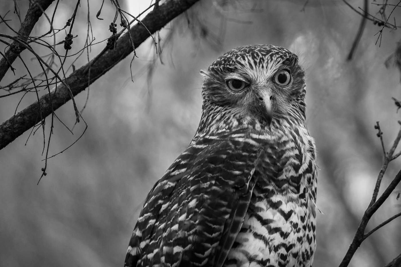Powerful Owl (Image ID 43937)