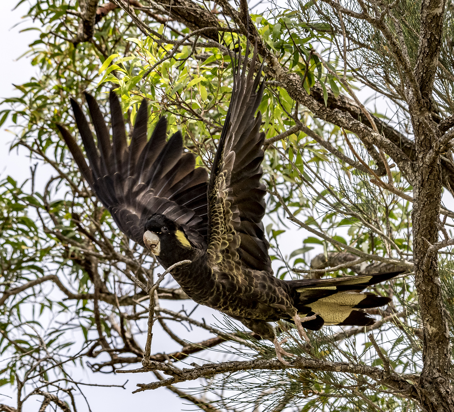 Yellow-tailed Black-Cockatoo (Image ID 43976)