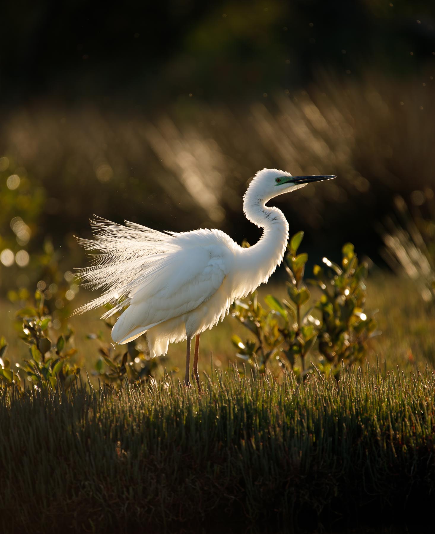 Great Egret (Image ID 43764)