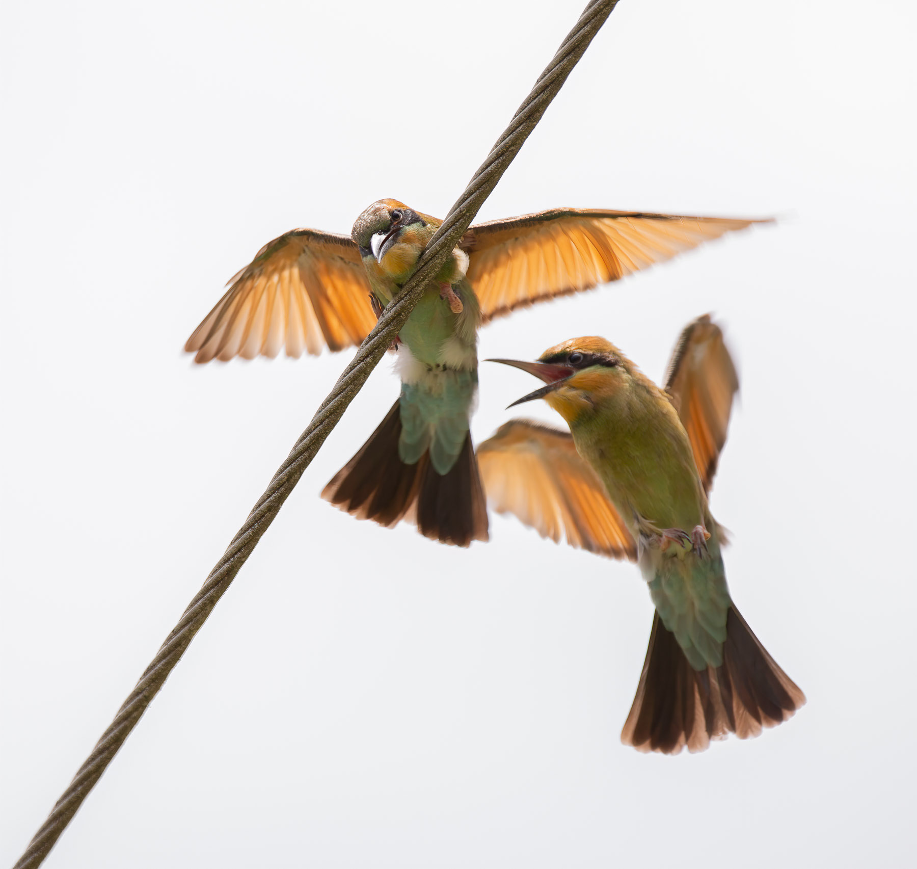 Rainbow Bee-eater (Image ID 43857)