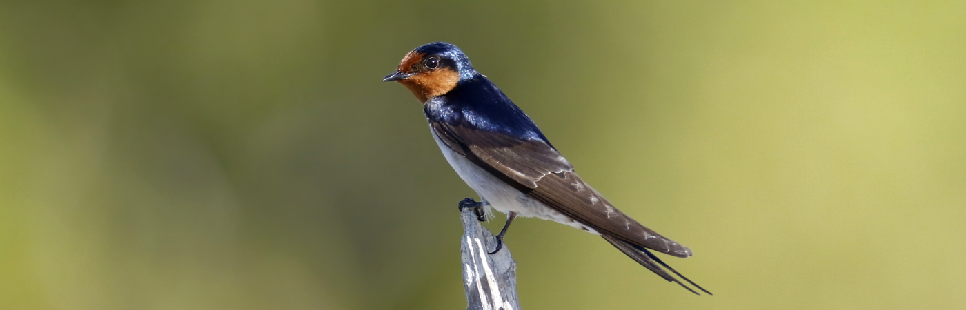 Welcome Swallow (Image ID 43685)