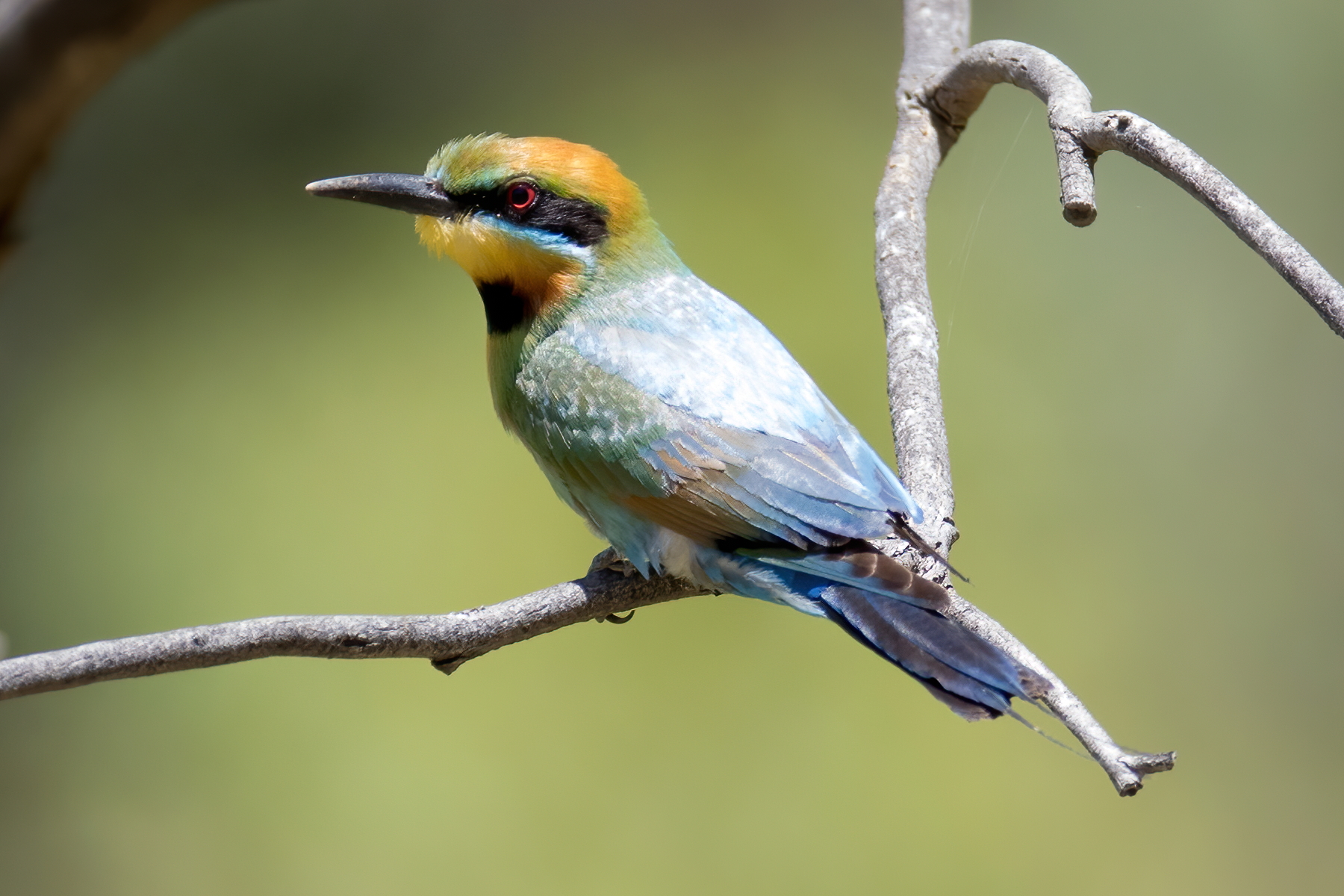 Rainbow Bee-eater (Image ID 44025)