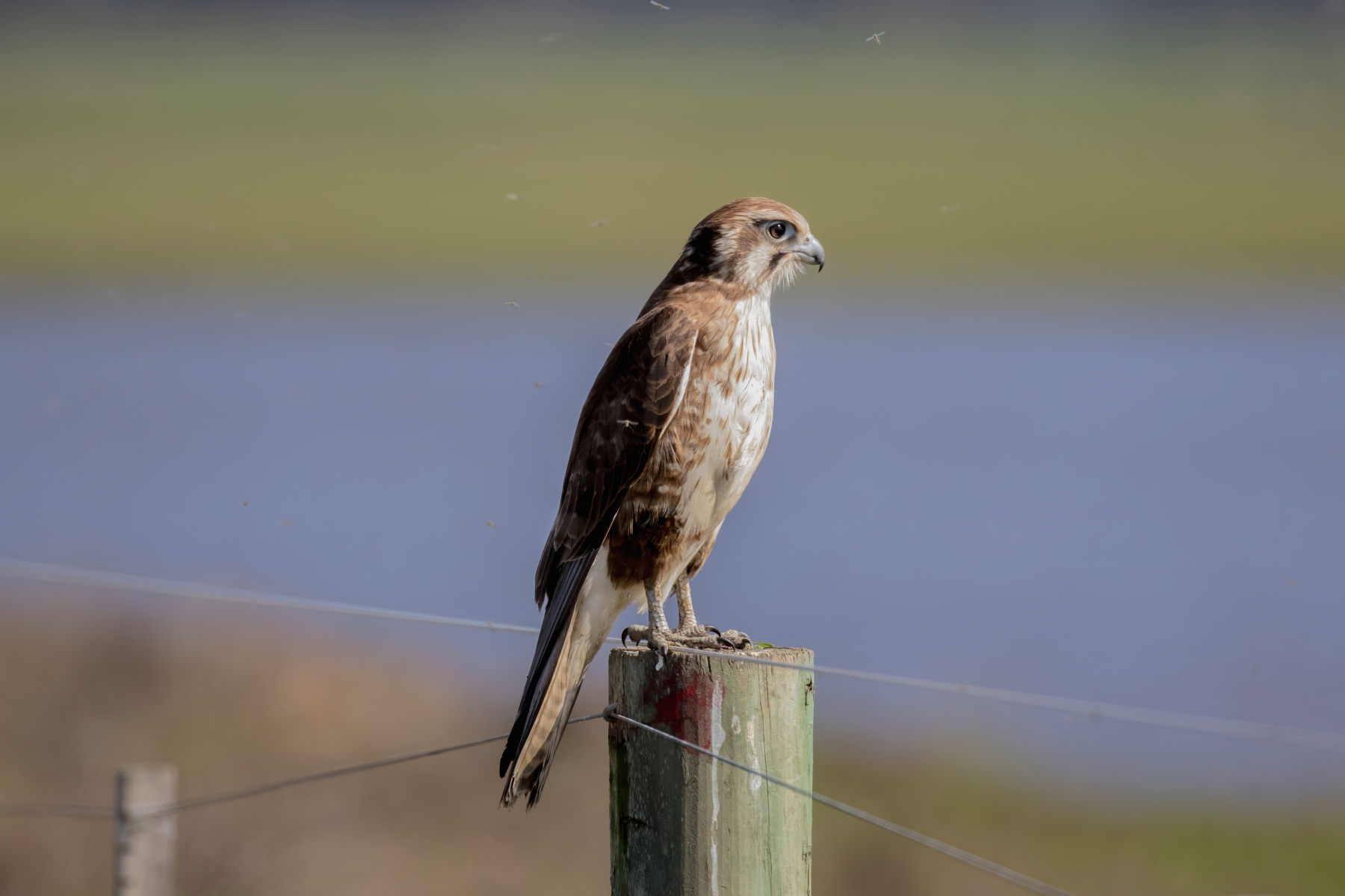 Brown Falcon (Image ID 43926)