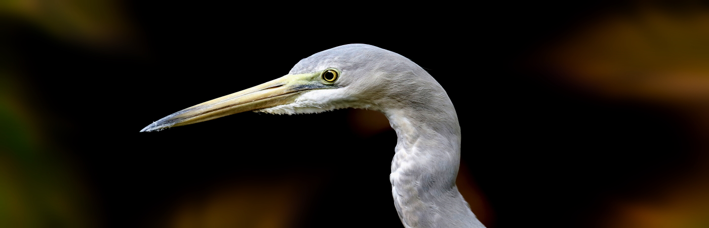 White-faced Heron (Image ID 43808)