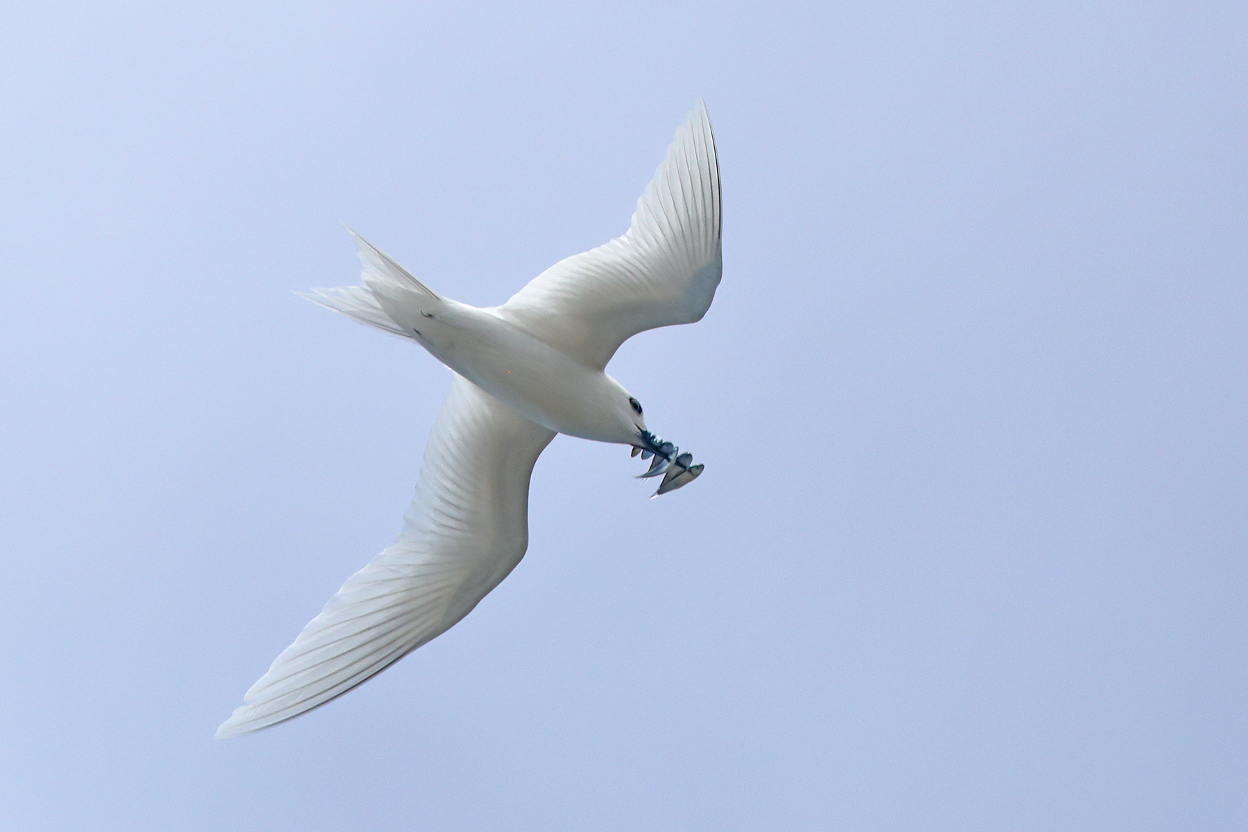 White Tern (Image ID 44443)