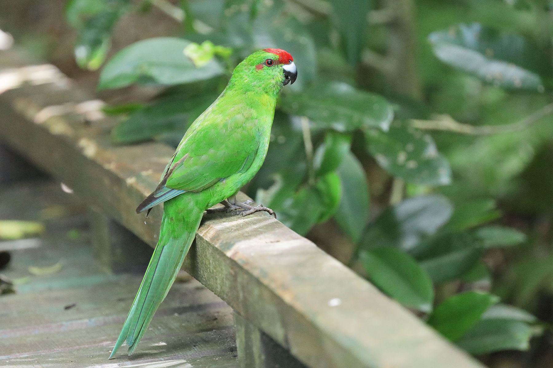 Red-fronted Parakeet (Image ID 44346)
