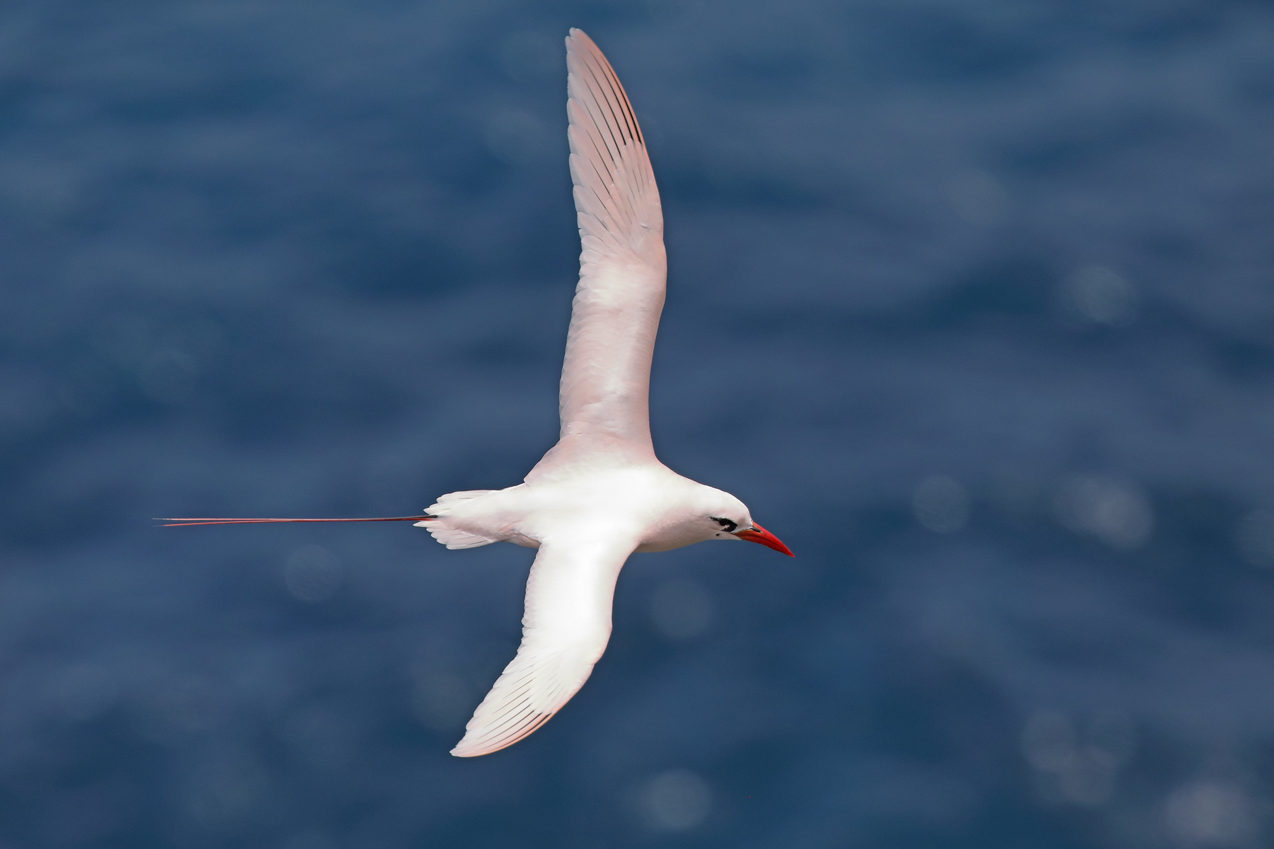 Red-tailed Tropicbird (Image ID 44444)