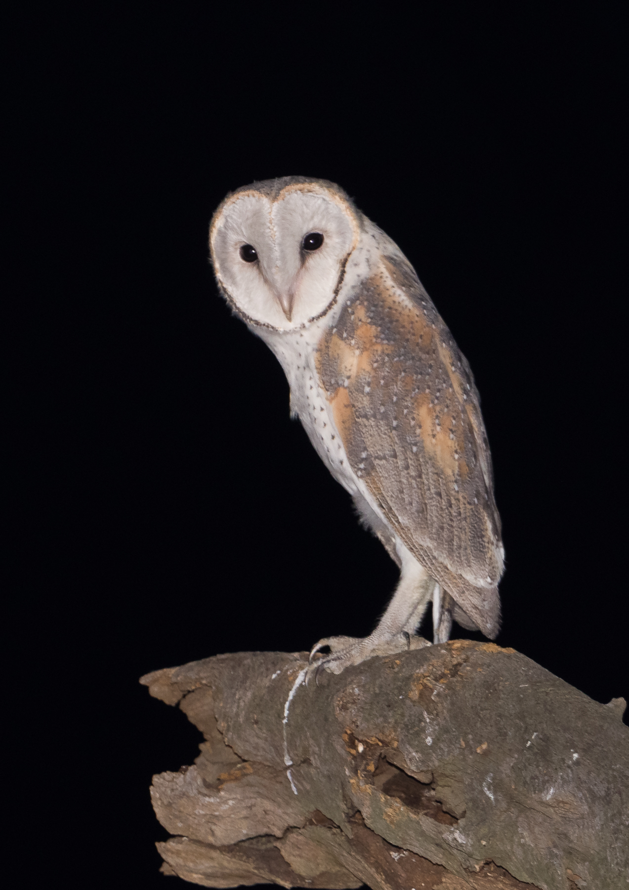 Barn Owl (Image ID 44379)