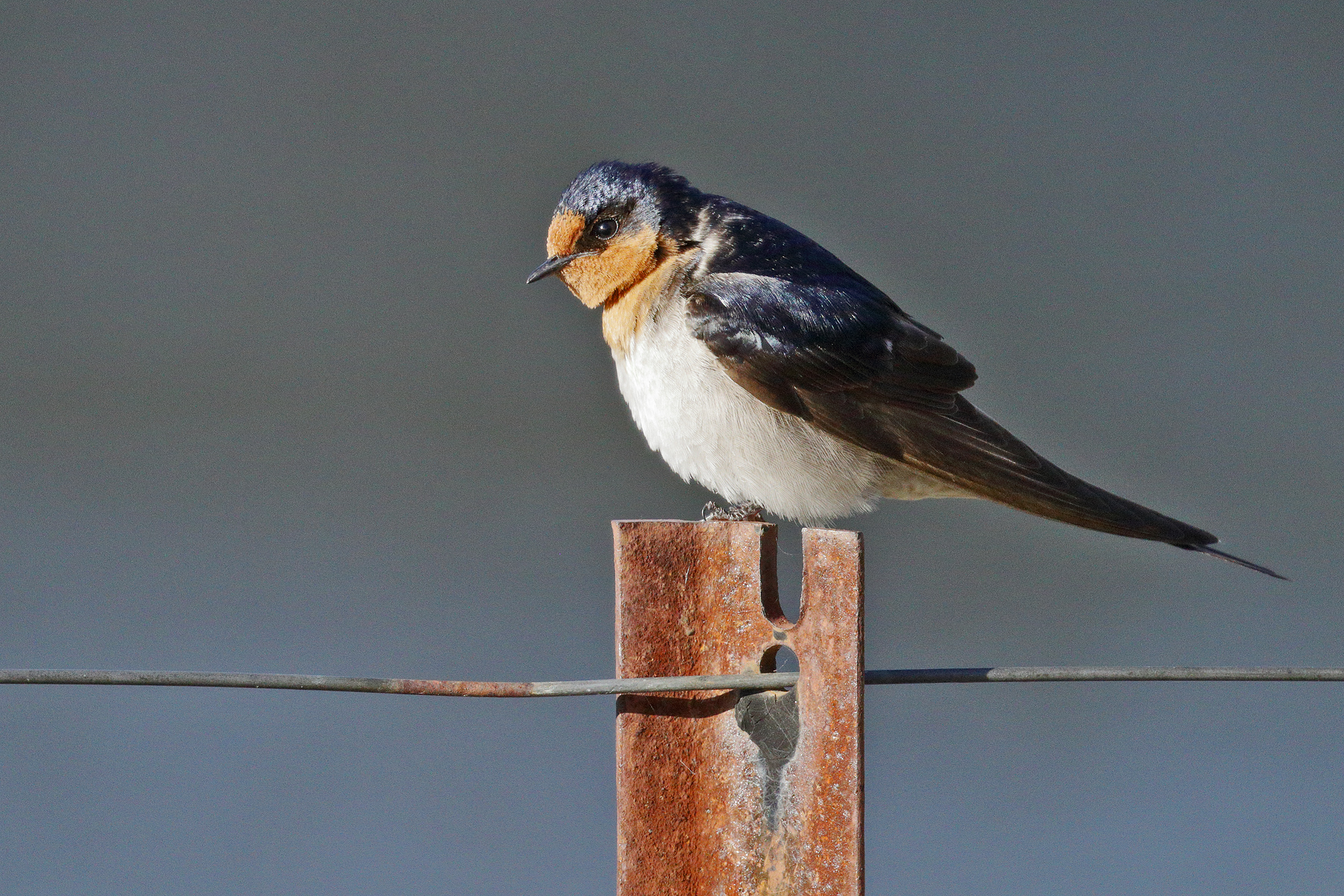 Welcome Swallow (Image ID 44391)