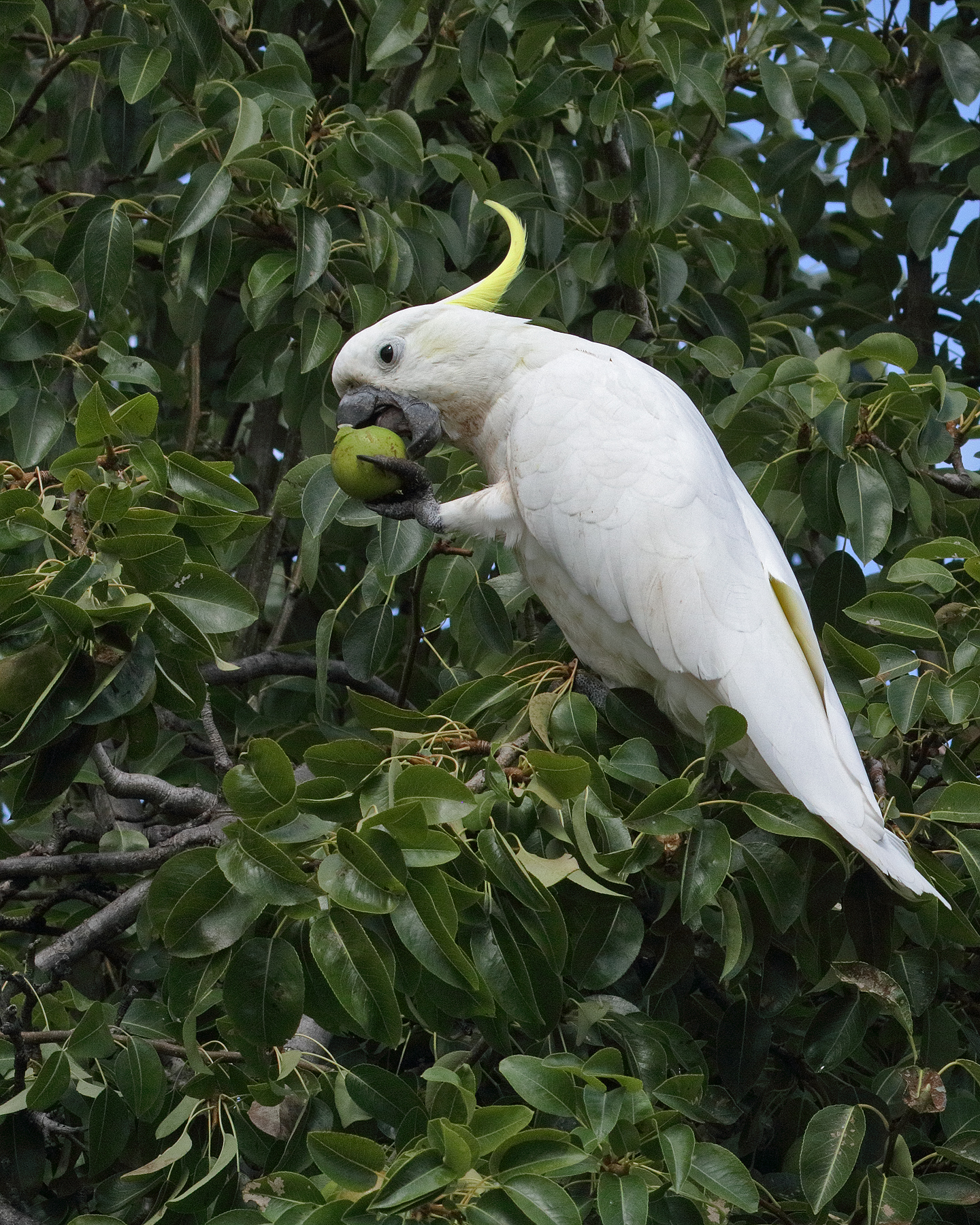 Sulphur-crested Cockatoo (Image ID 44237)