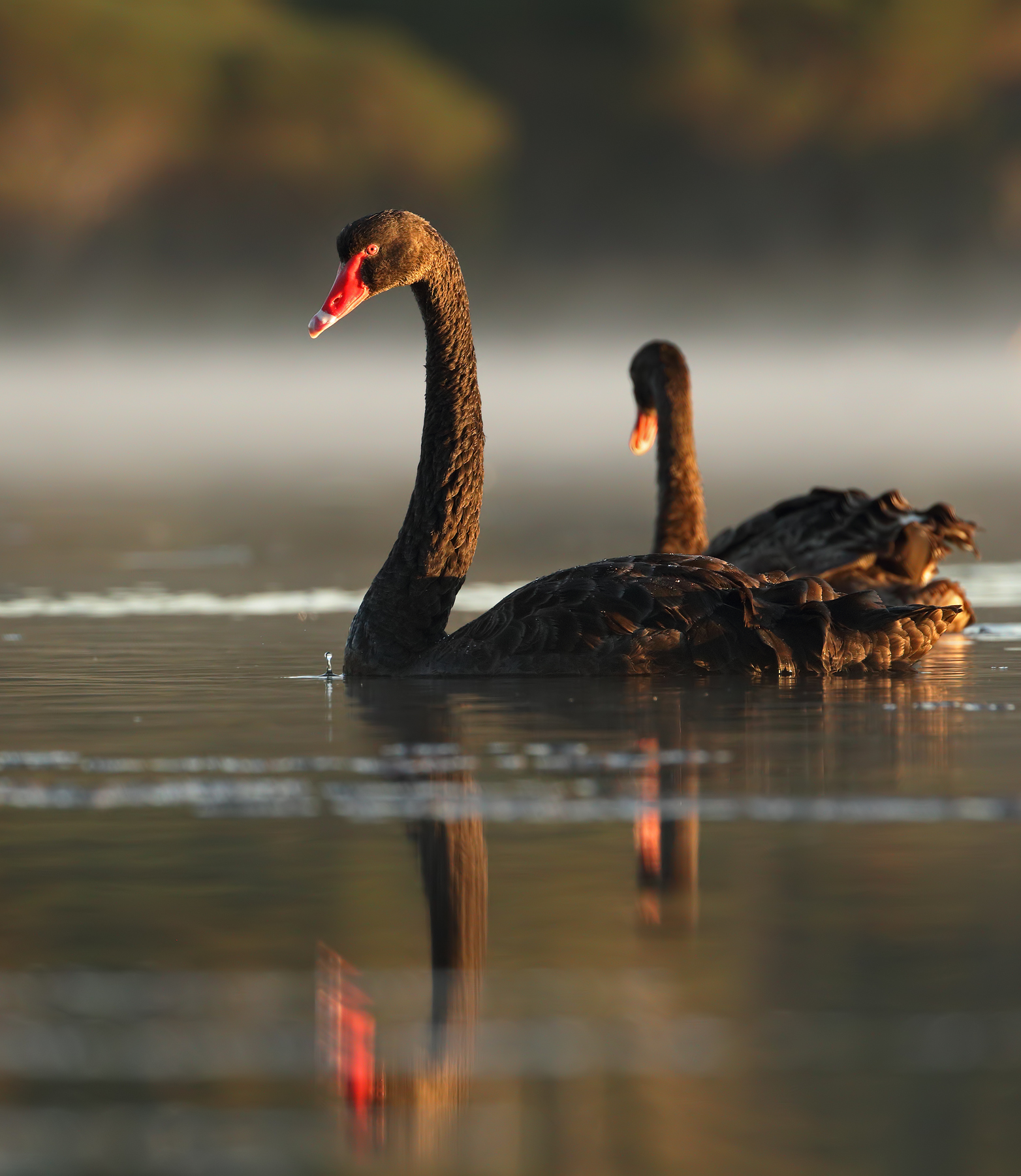 Black Swan (Image ID 44228)