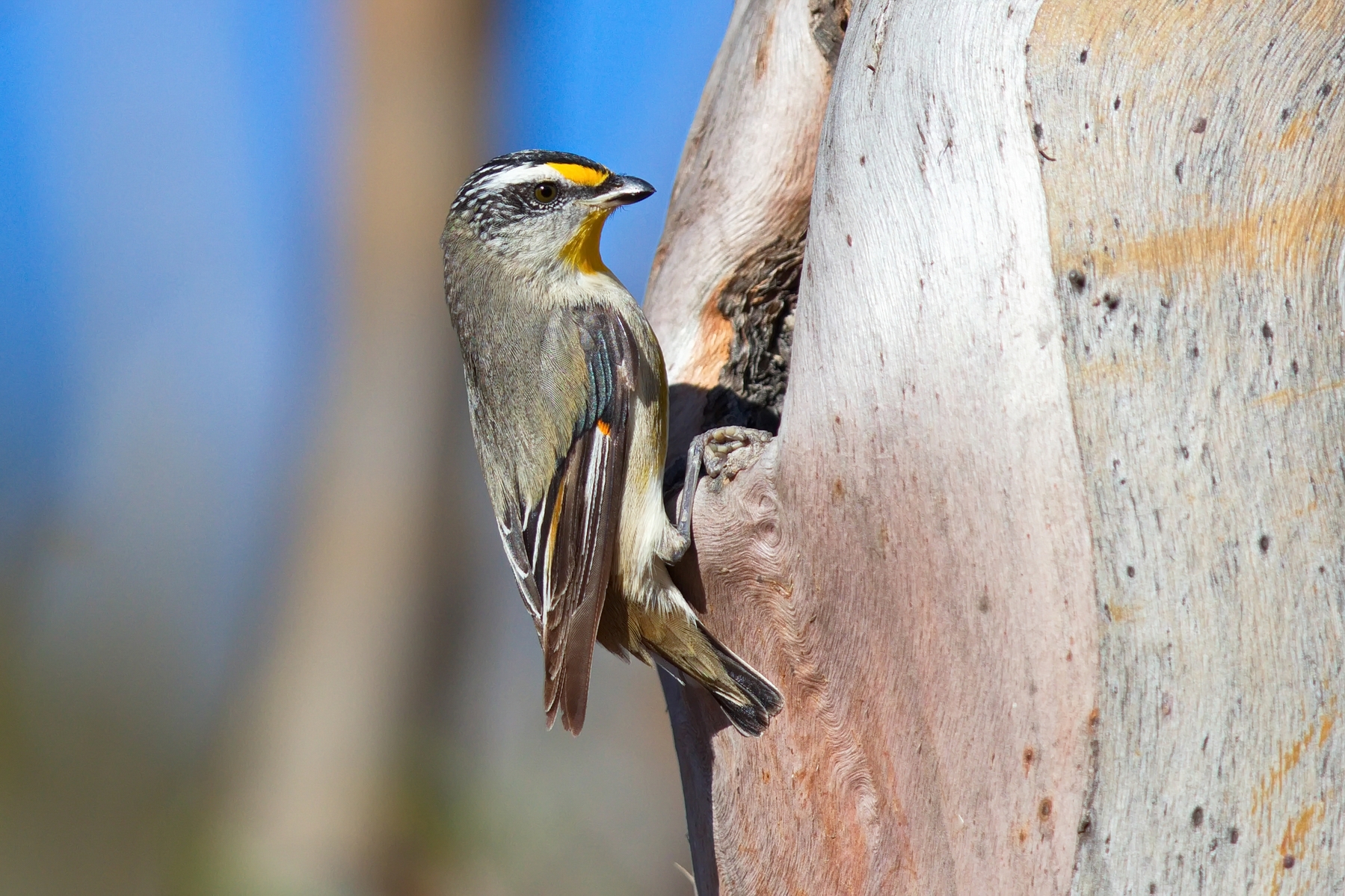 Striated Pardalote (Image ID 44517)