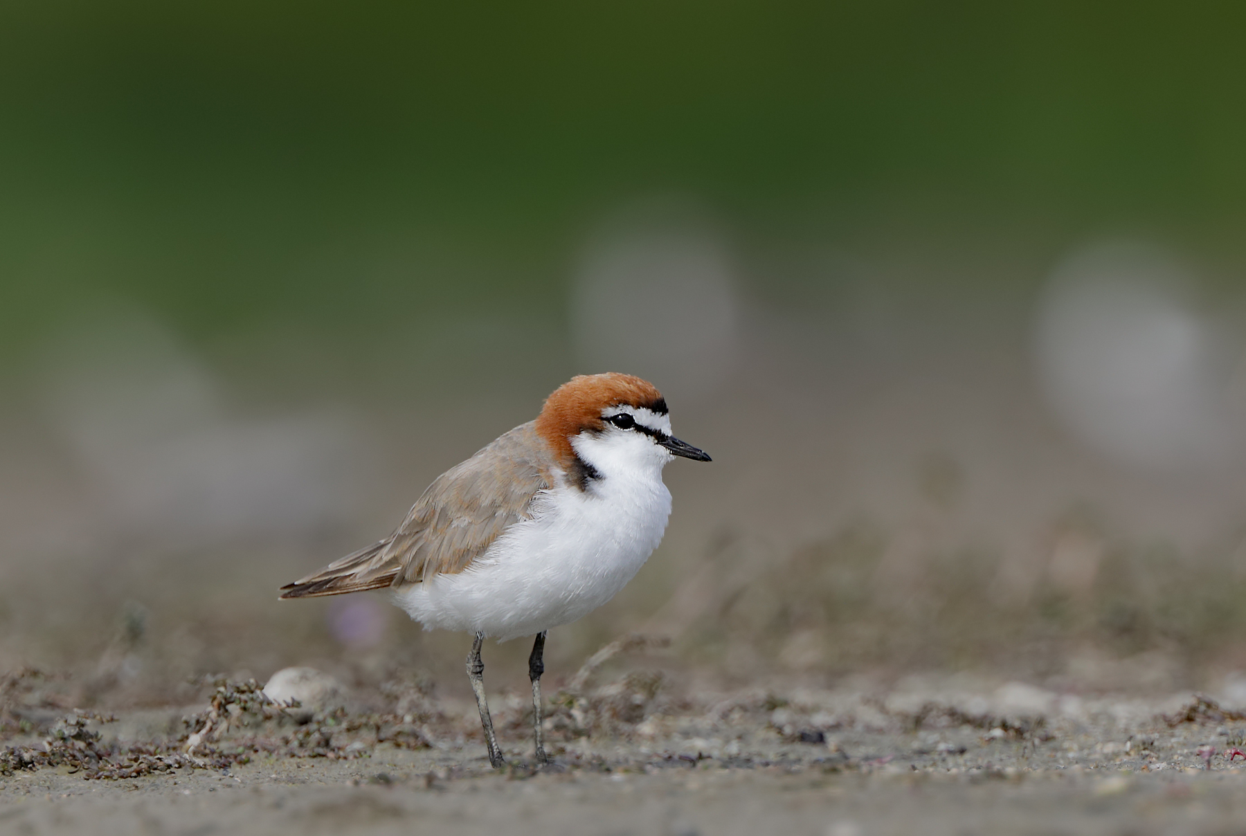 Red-capped Plover (Image ID 44086)