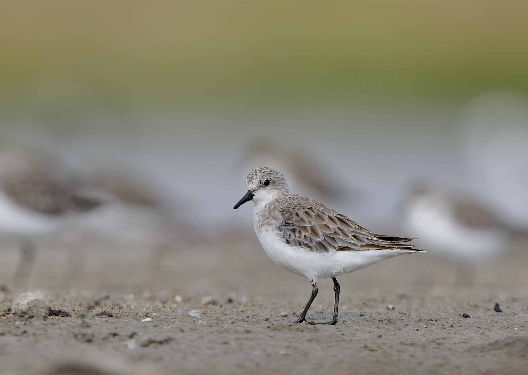 Red-necked Stint (Image ID 44087)