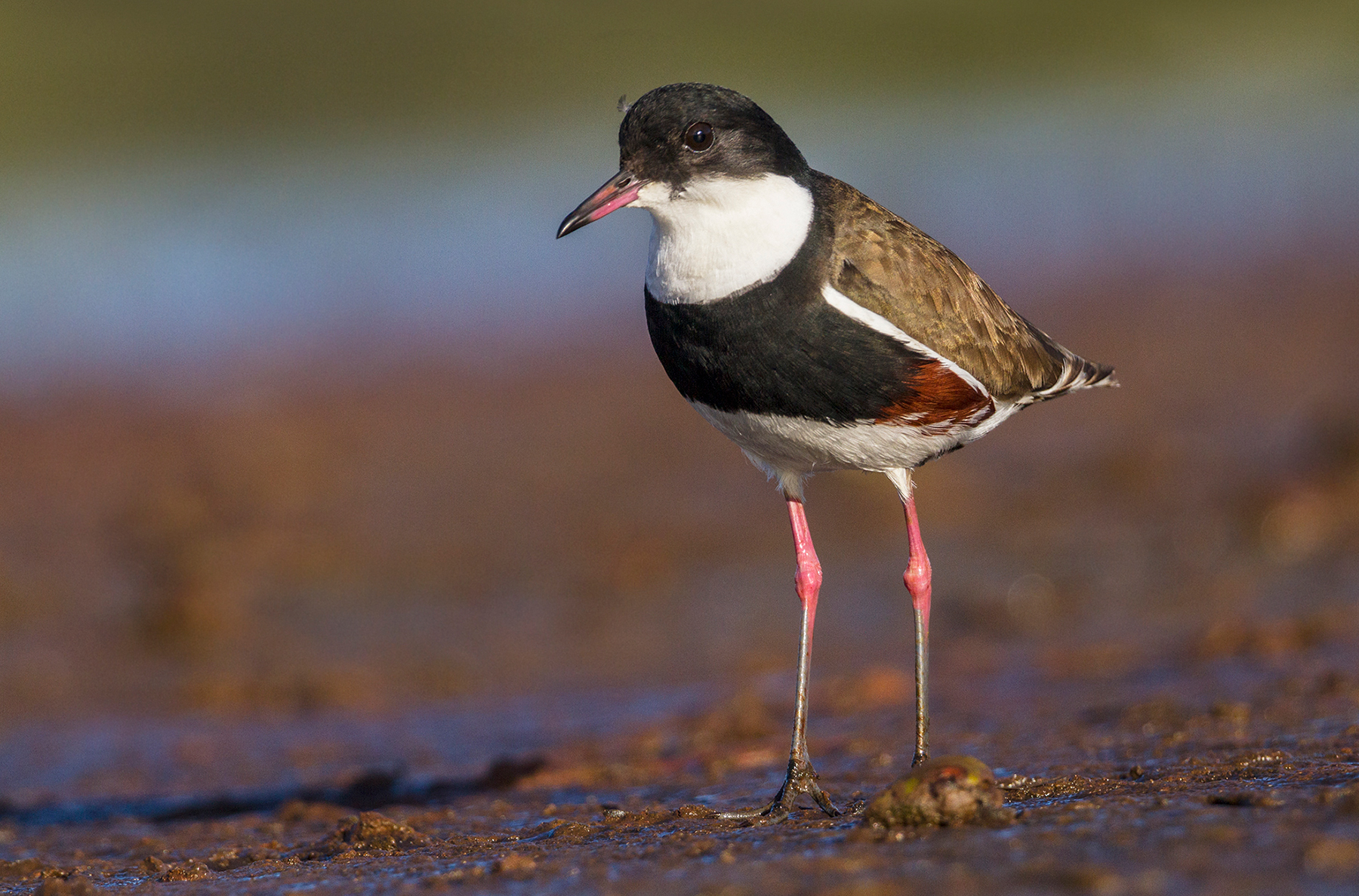 Red-kneed Dotterel (Image ID 44343)