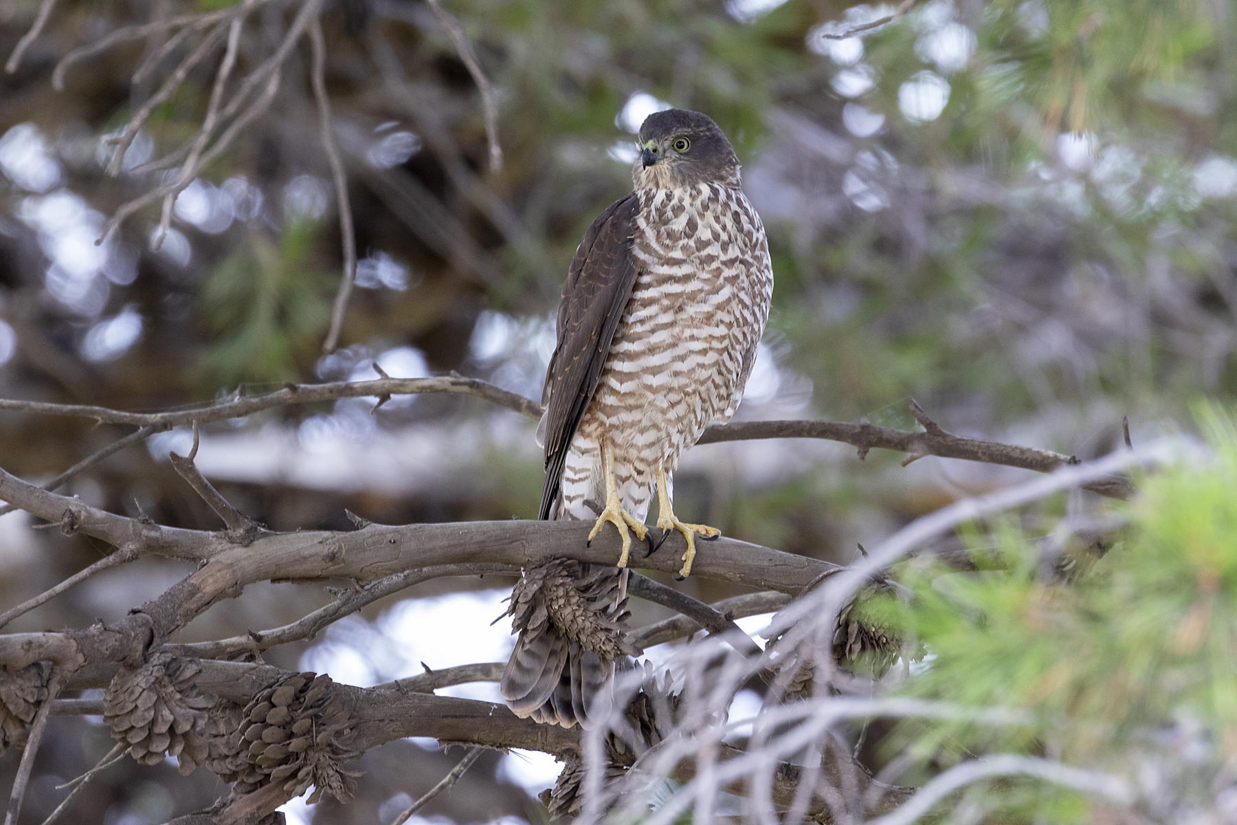Collared Sparrowhawk (Image ID 44383)