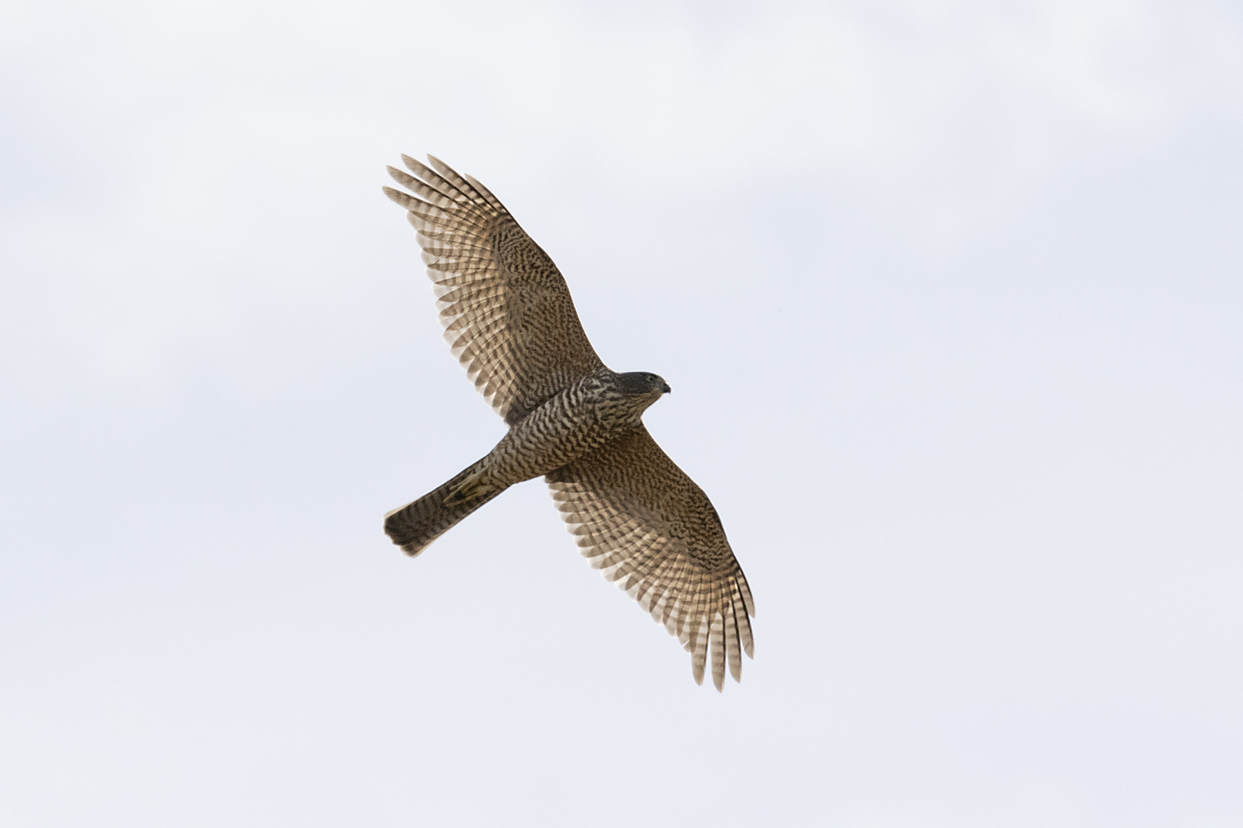 Collared Sparrowhawk (Image ID 44384)