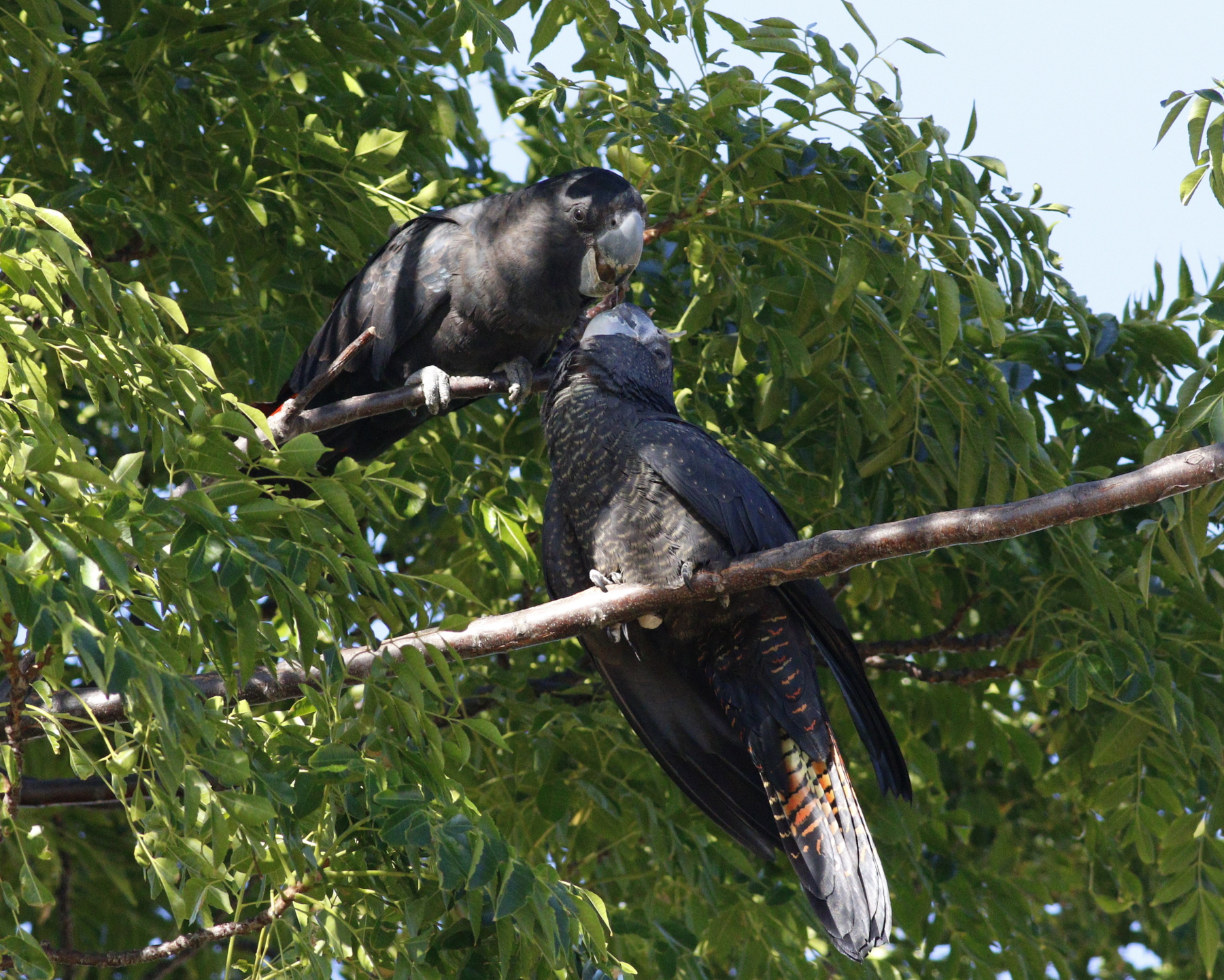 Red-tailed Black-Cockatoo (Image ID 44510)