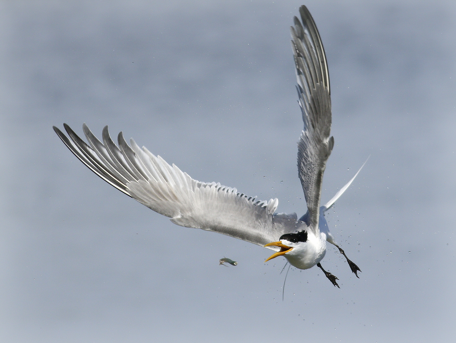 Greater Crested Tern (Image ID 44372)