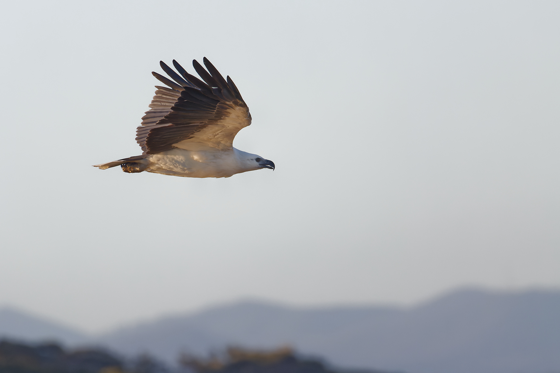 White-bellied Sea-Eagle (Image ID 44221)