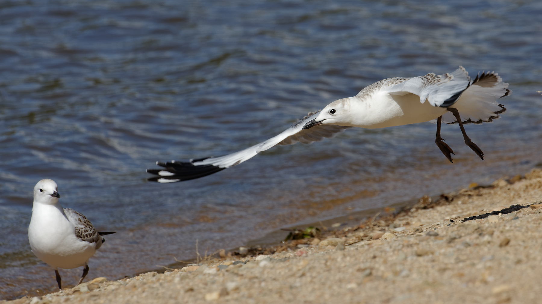 Silver Gull (Image ID 44361)