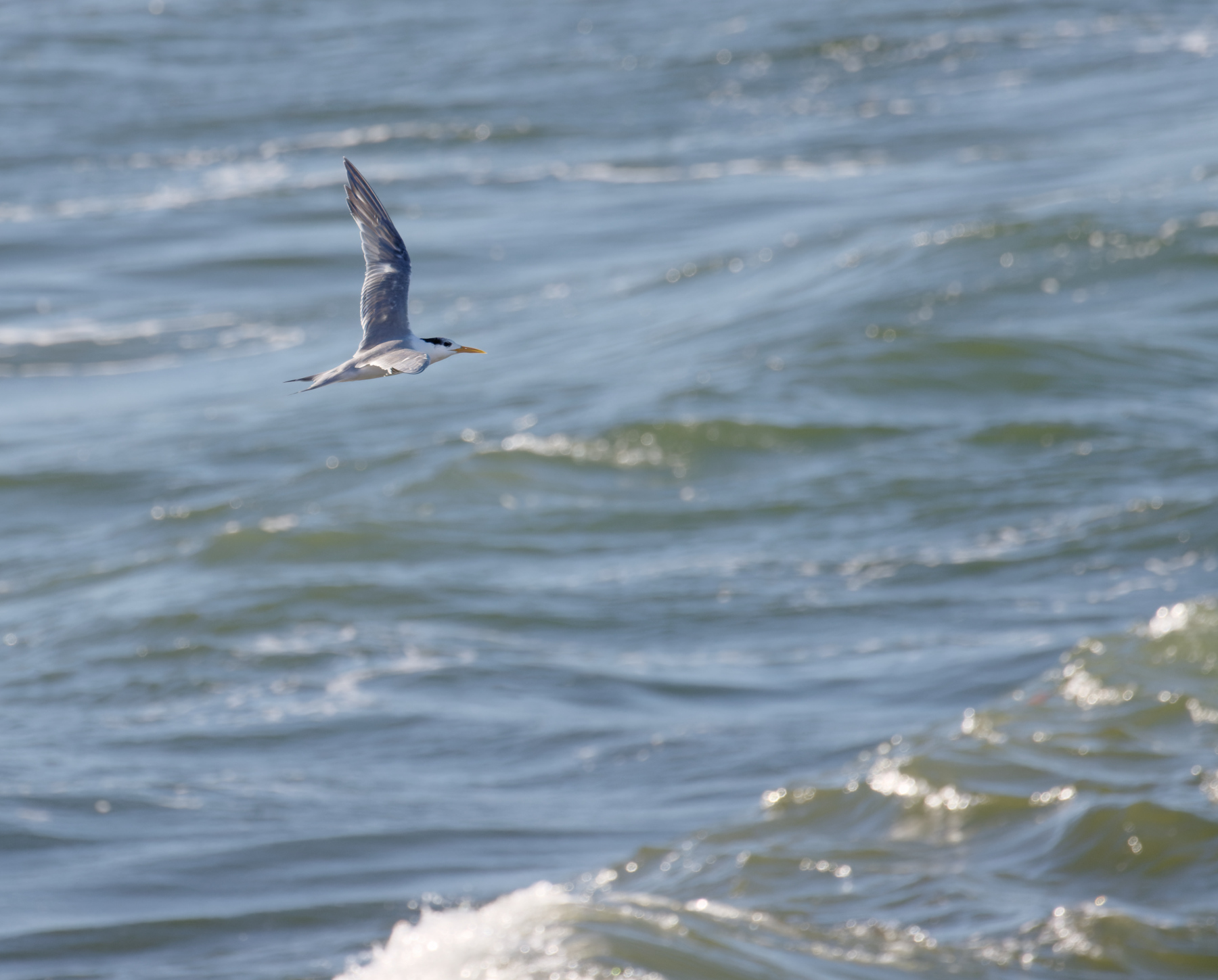 Greater Crested Tern (Image ID 44309)