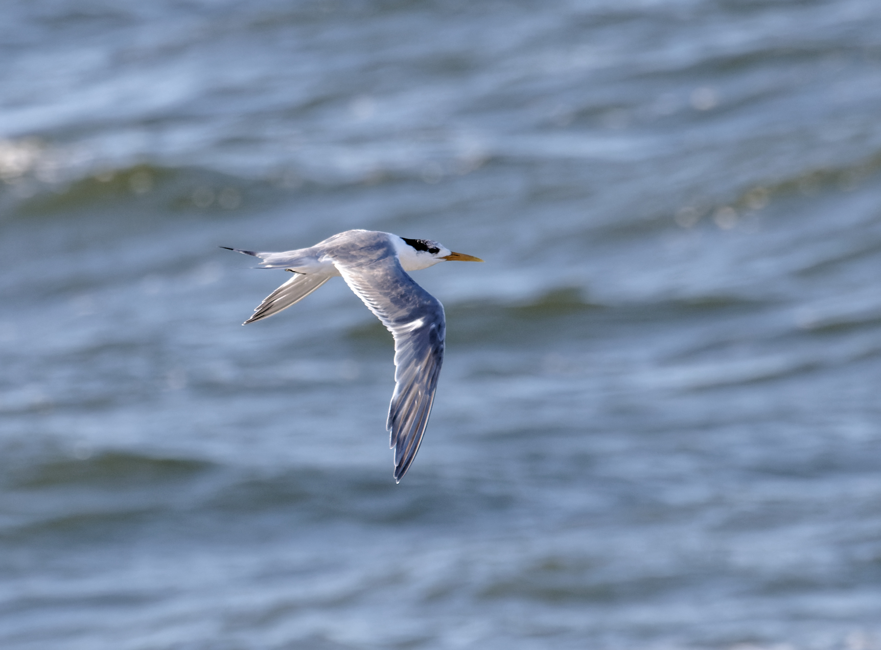 Greater Crested Tern (Image ID 44310)