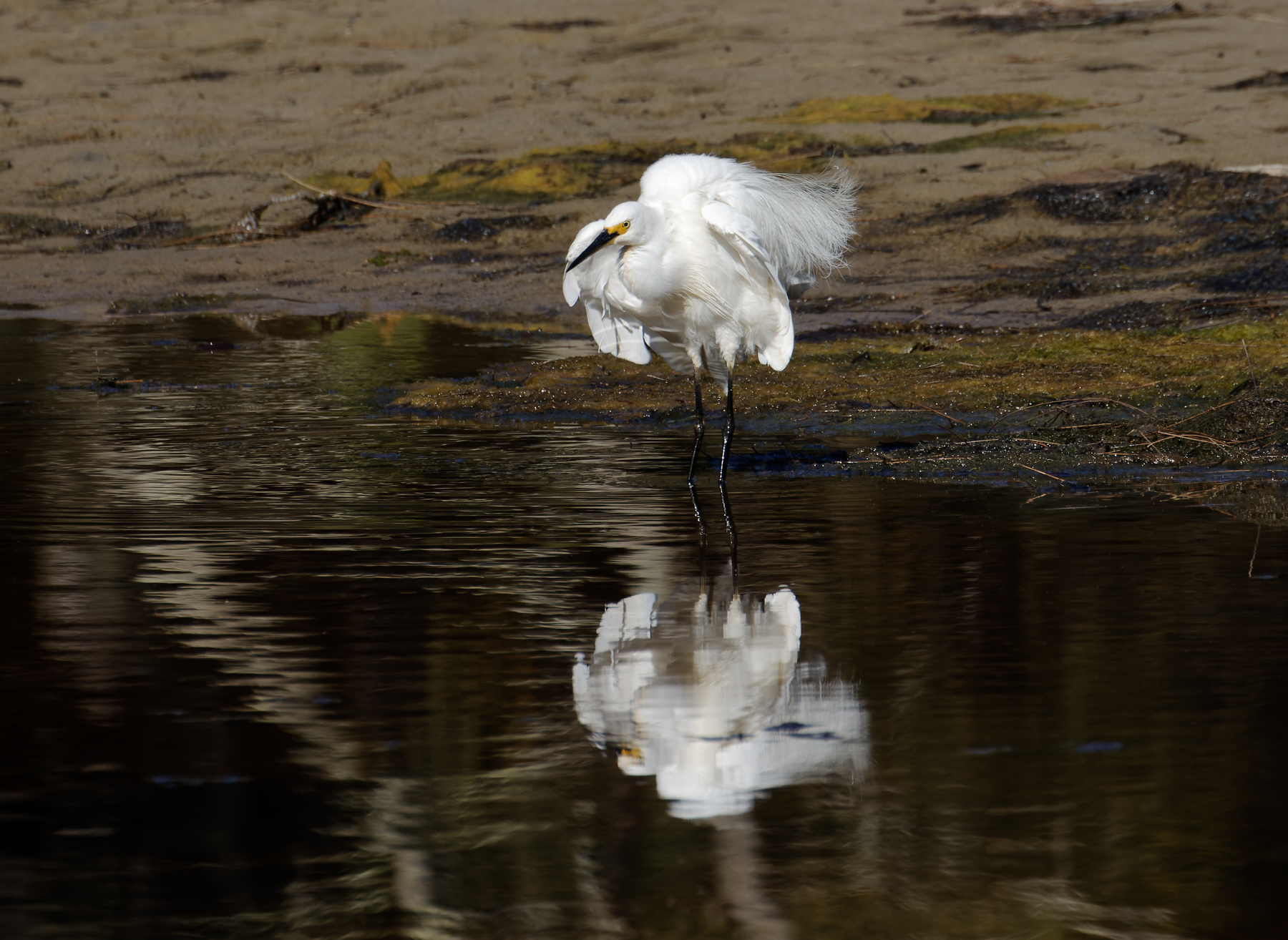 Little Egret (Image ID 44431)