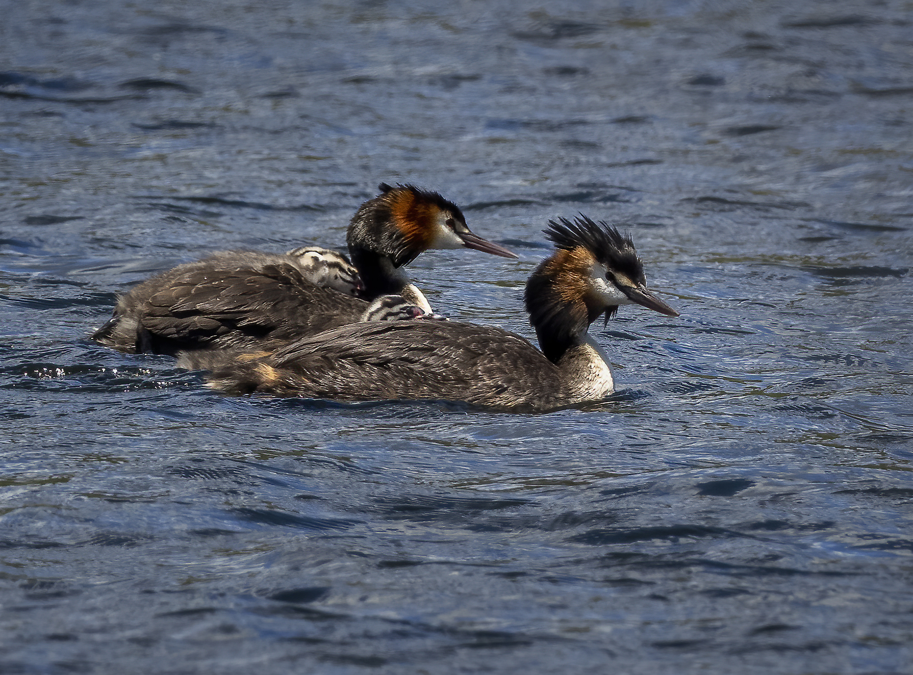 Great Crested Grebe (Image ID 44410)
