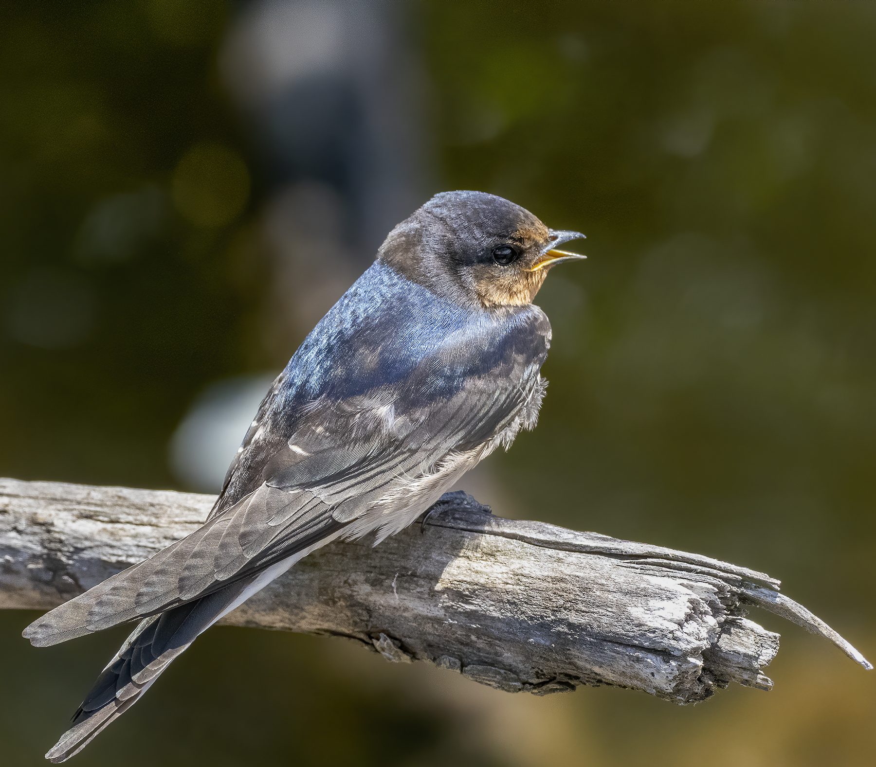 Welcome Swallow (Image ID 44179)