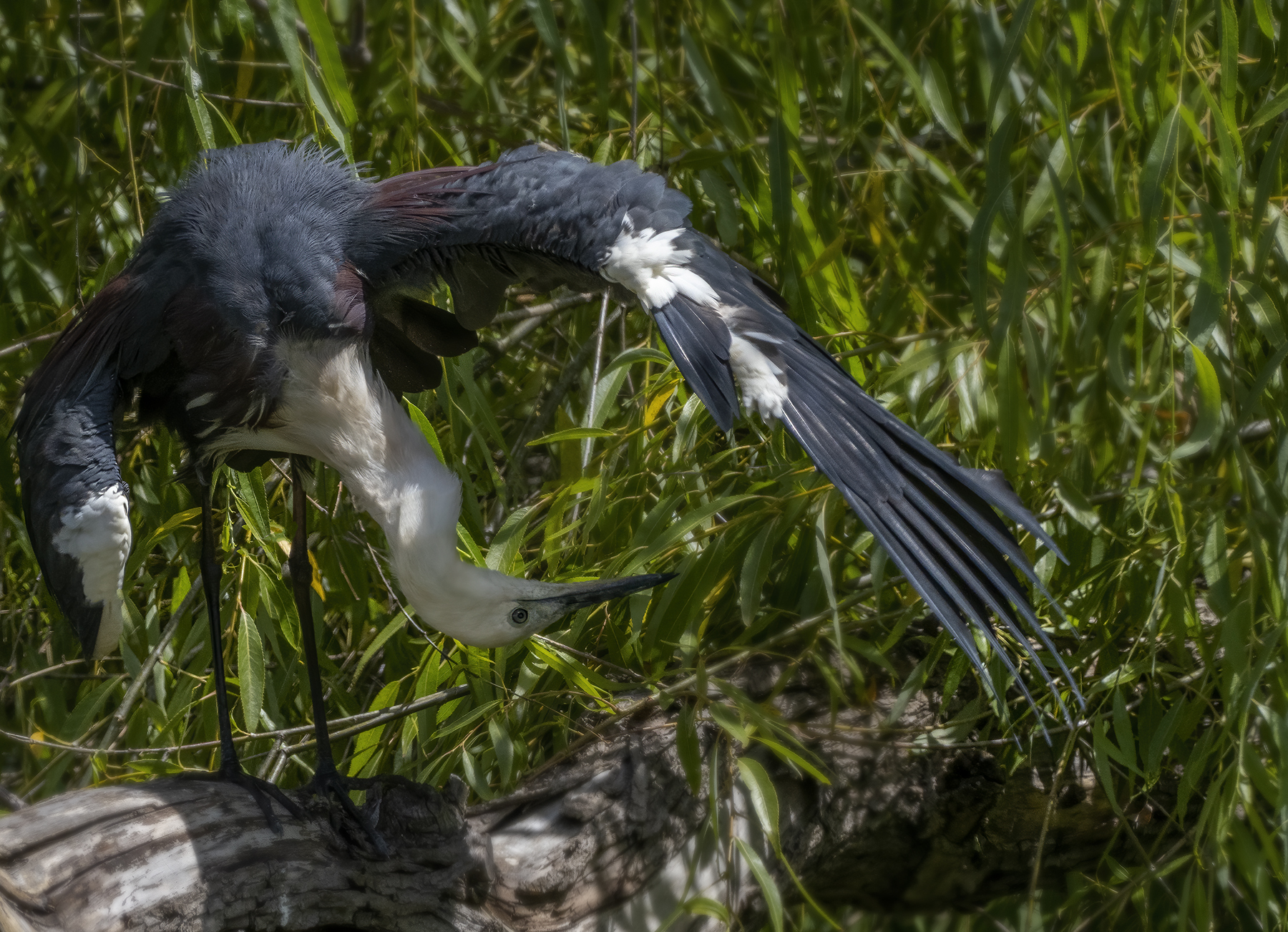 White-necked Heron (Image ID 44325)
