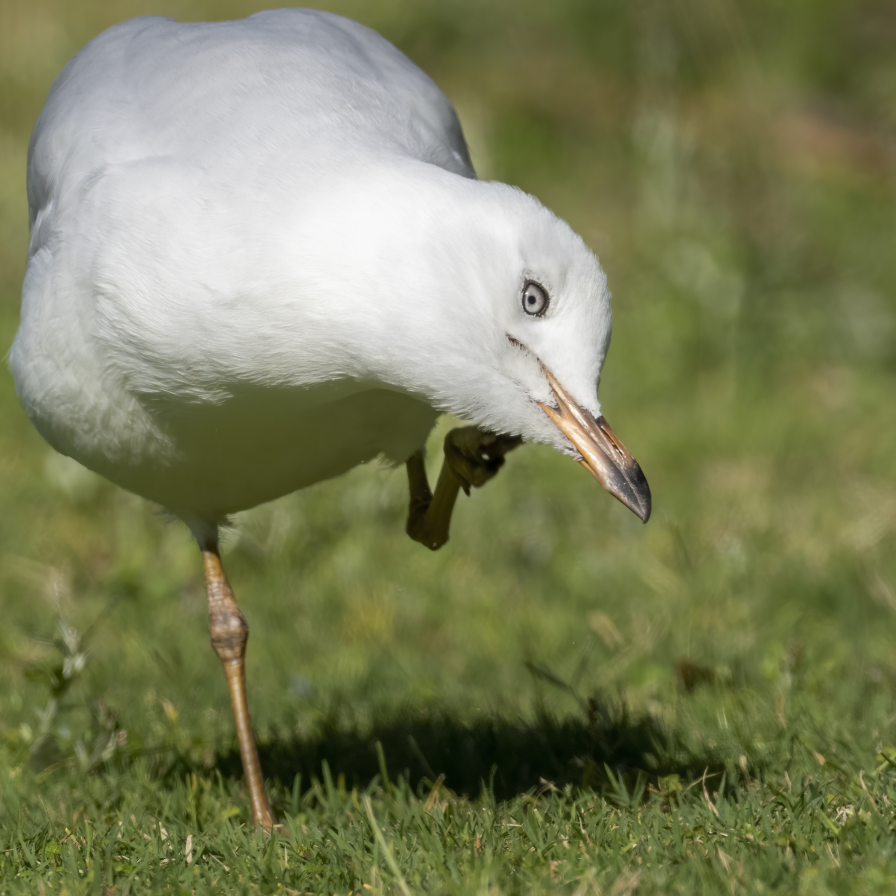 Silver Gull (Image ID 44238)