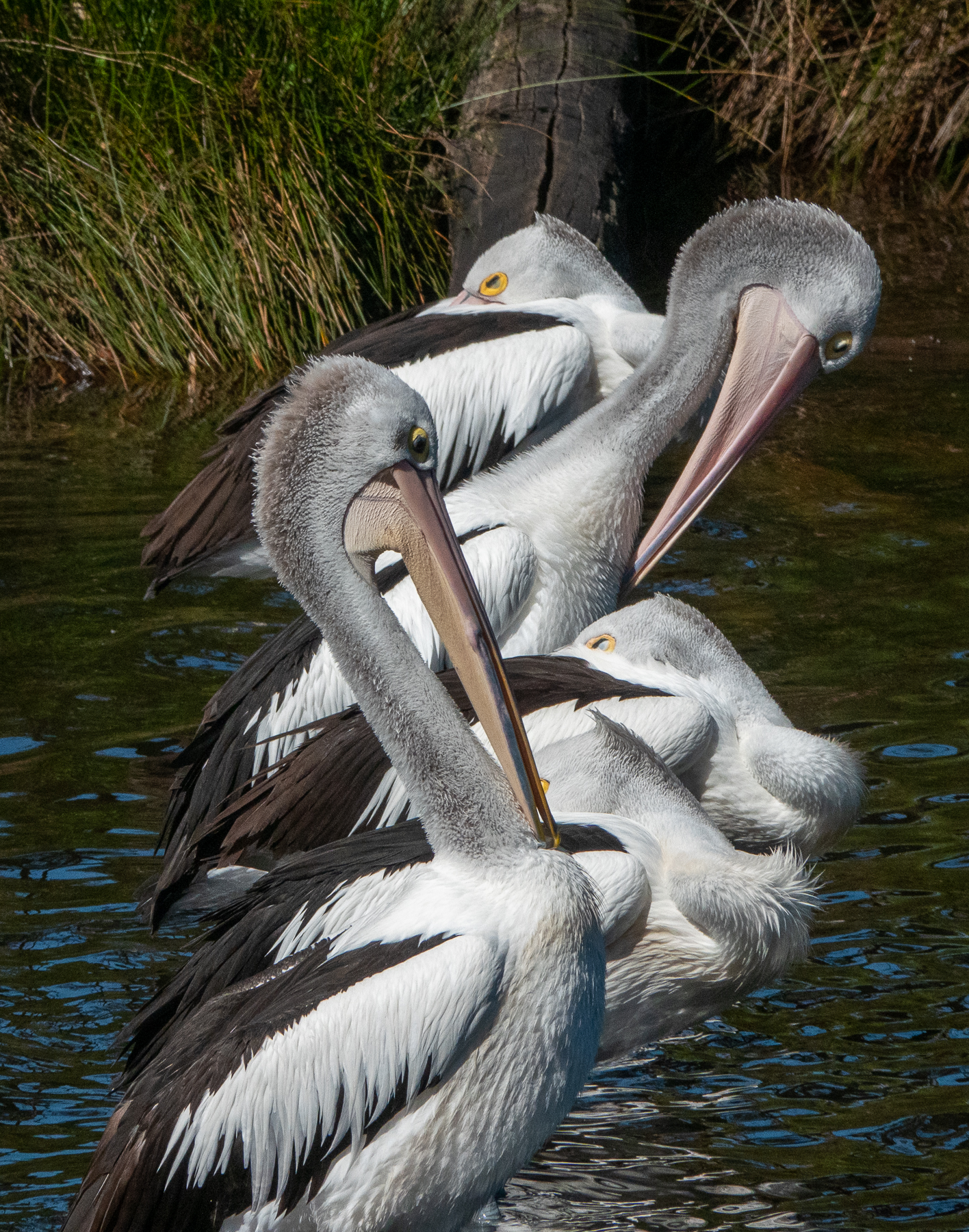 Australian Pelican (Image ID 44078)