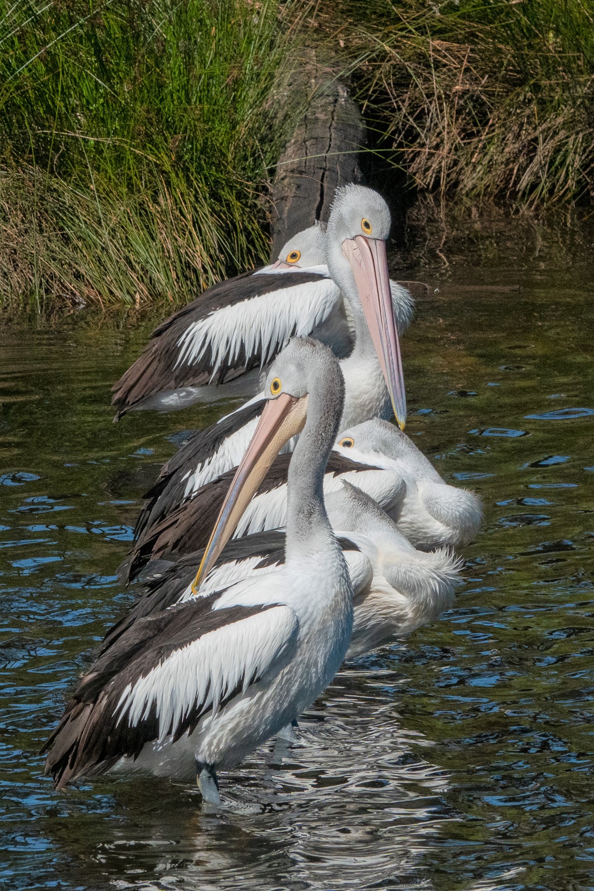 Australian Pelican (Image ID 44079)