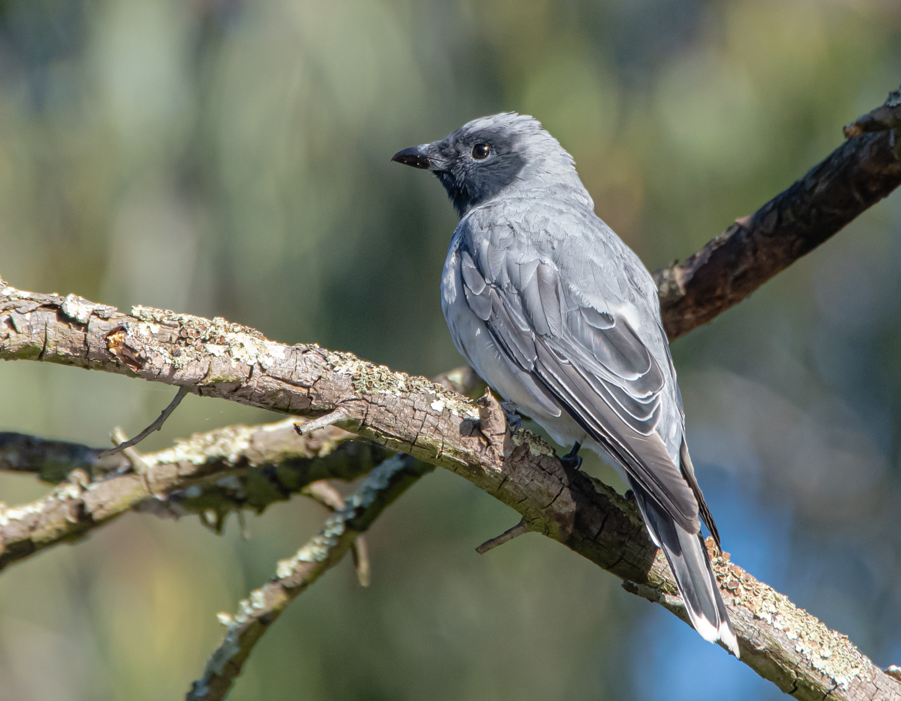 Black-faced Cuckoo-shrike (Image ID 44376)