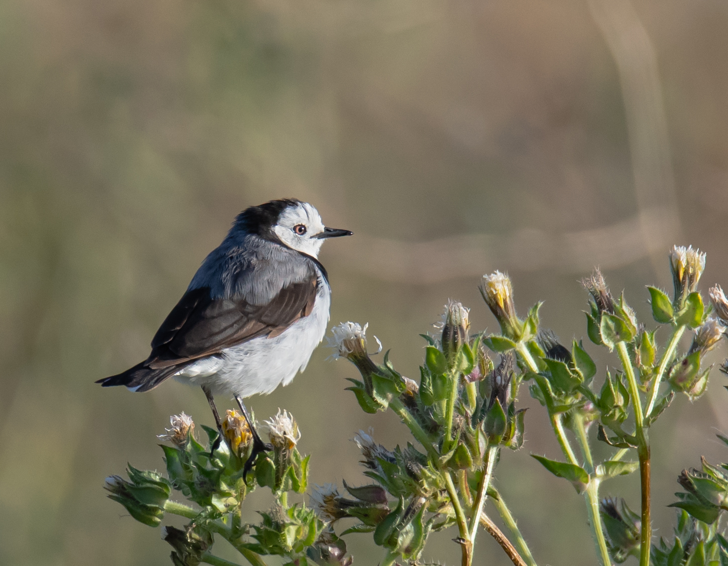 White-fronted Chat (Image ID 44375)