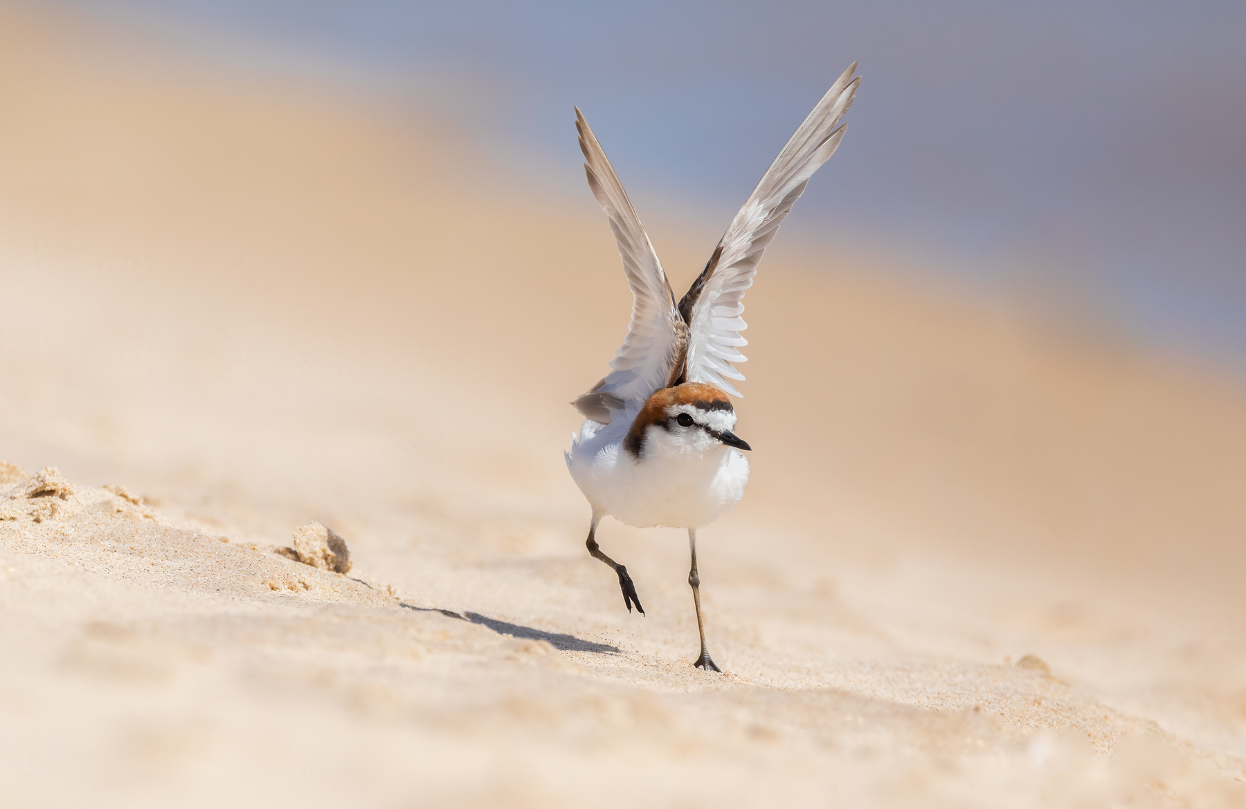 Red-capped Plover (Image ID 44392)