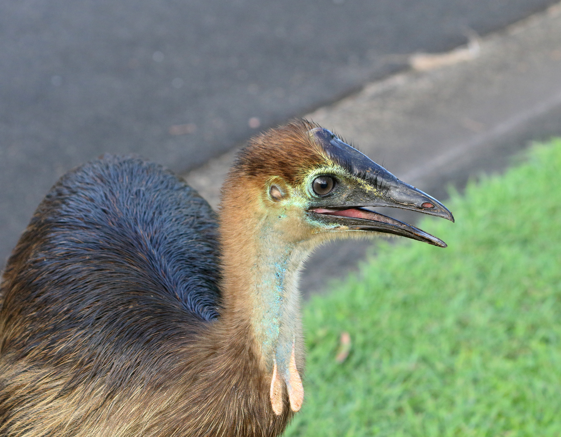 Southern Cassowary (Image ID 44516)