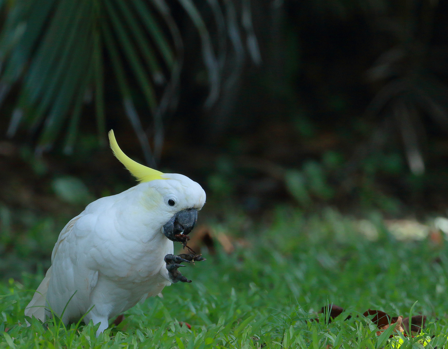 Sulphur-crested Cockatoo (Image ID 44368)