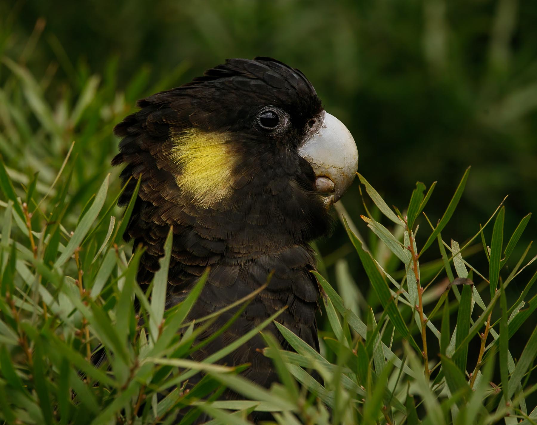 Yellow-tailed Black-Cockatoo (Image ID 44193)