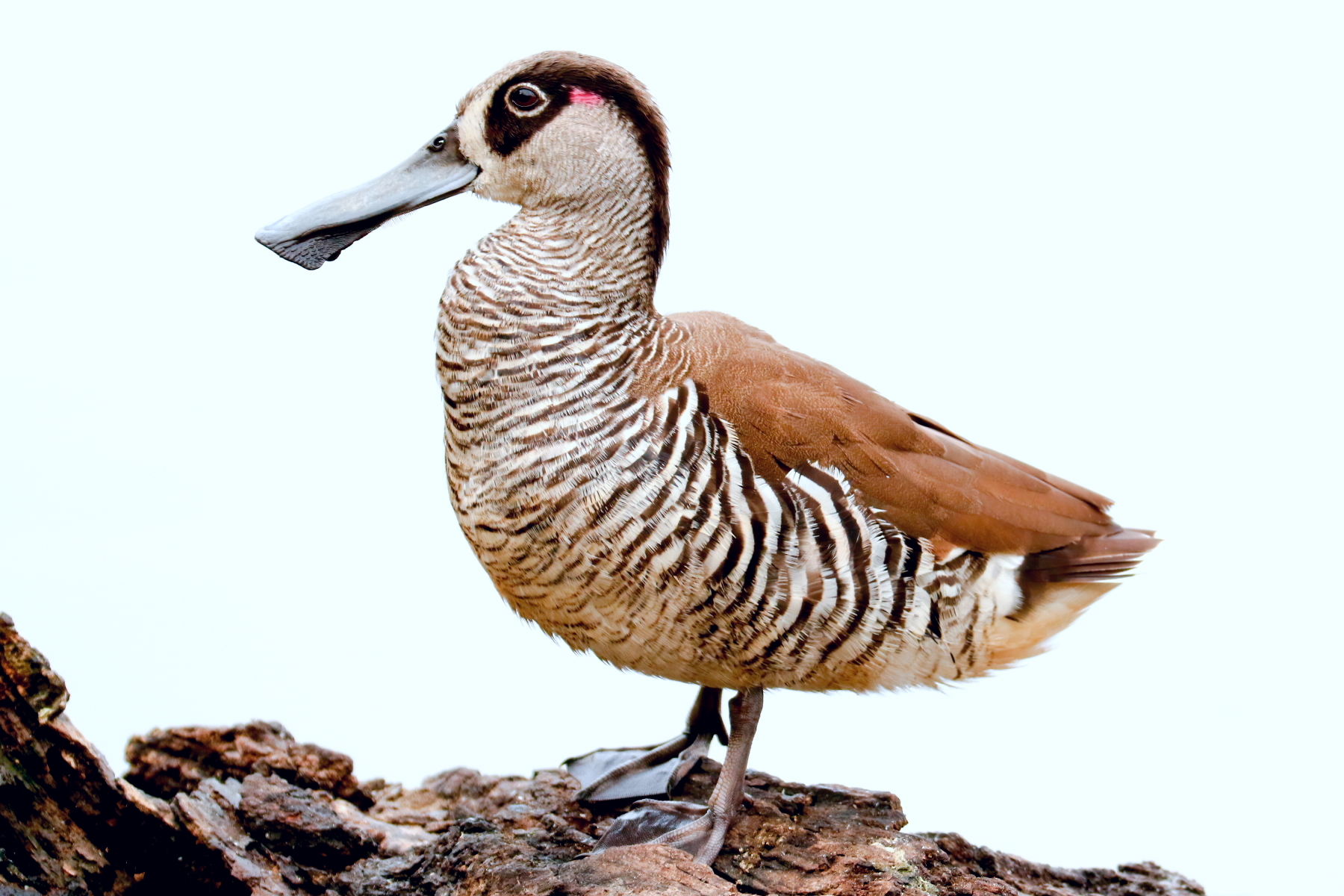 Pink-eared Duck (Image ID 44201)