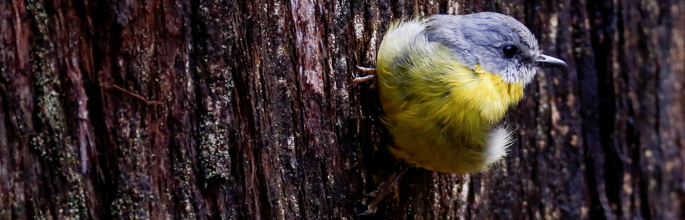 Eastern Yellow Robin (Image ID 44469)