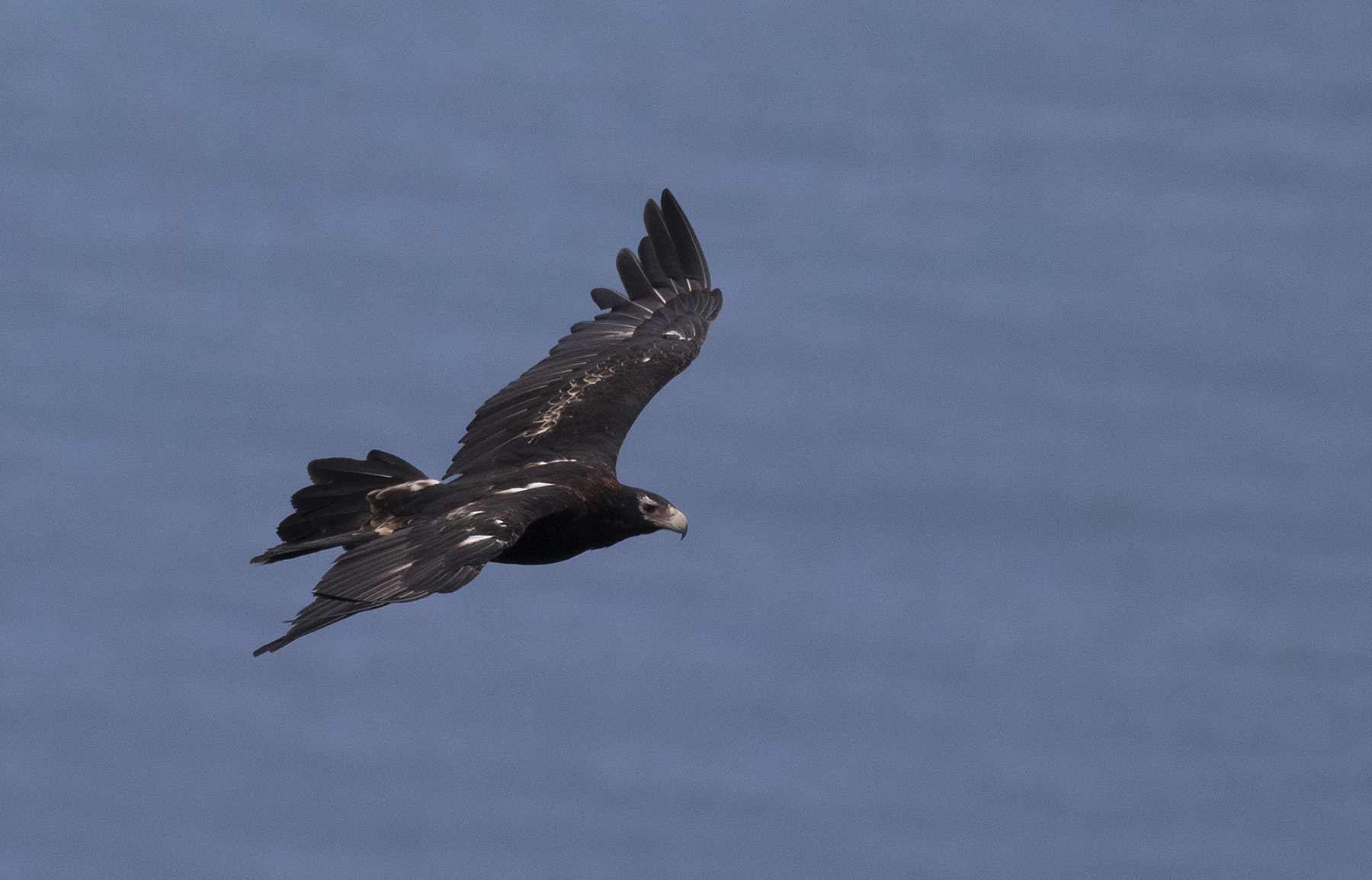 Wedge-tailed Eagle (Image ID 44873)