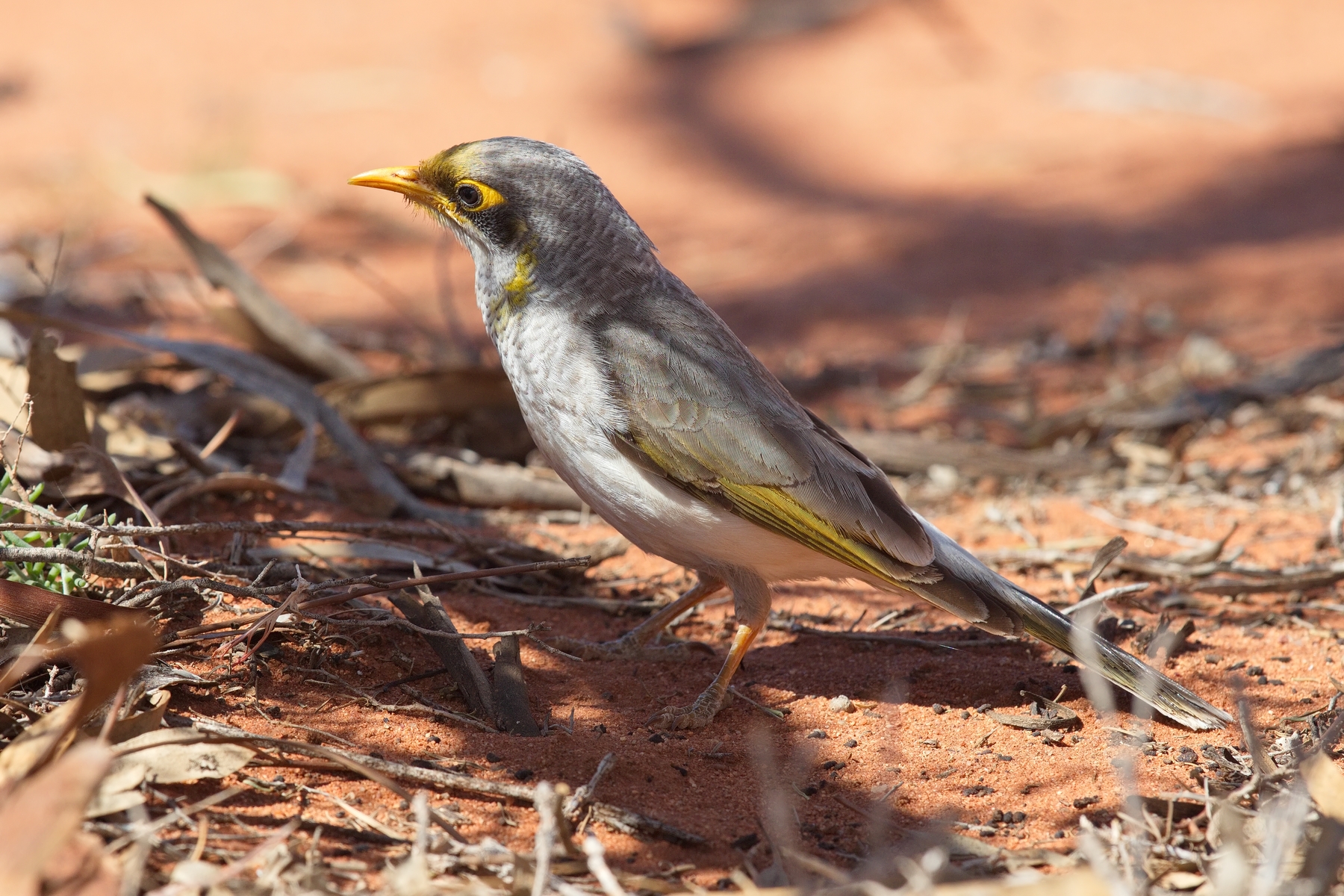 Yellow-throated Miner (Image ID 44758)