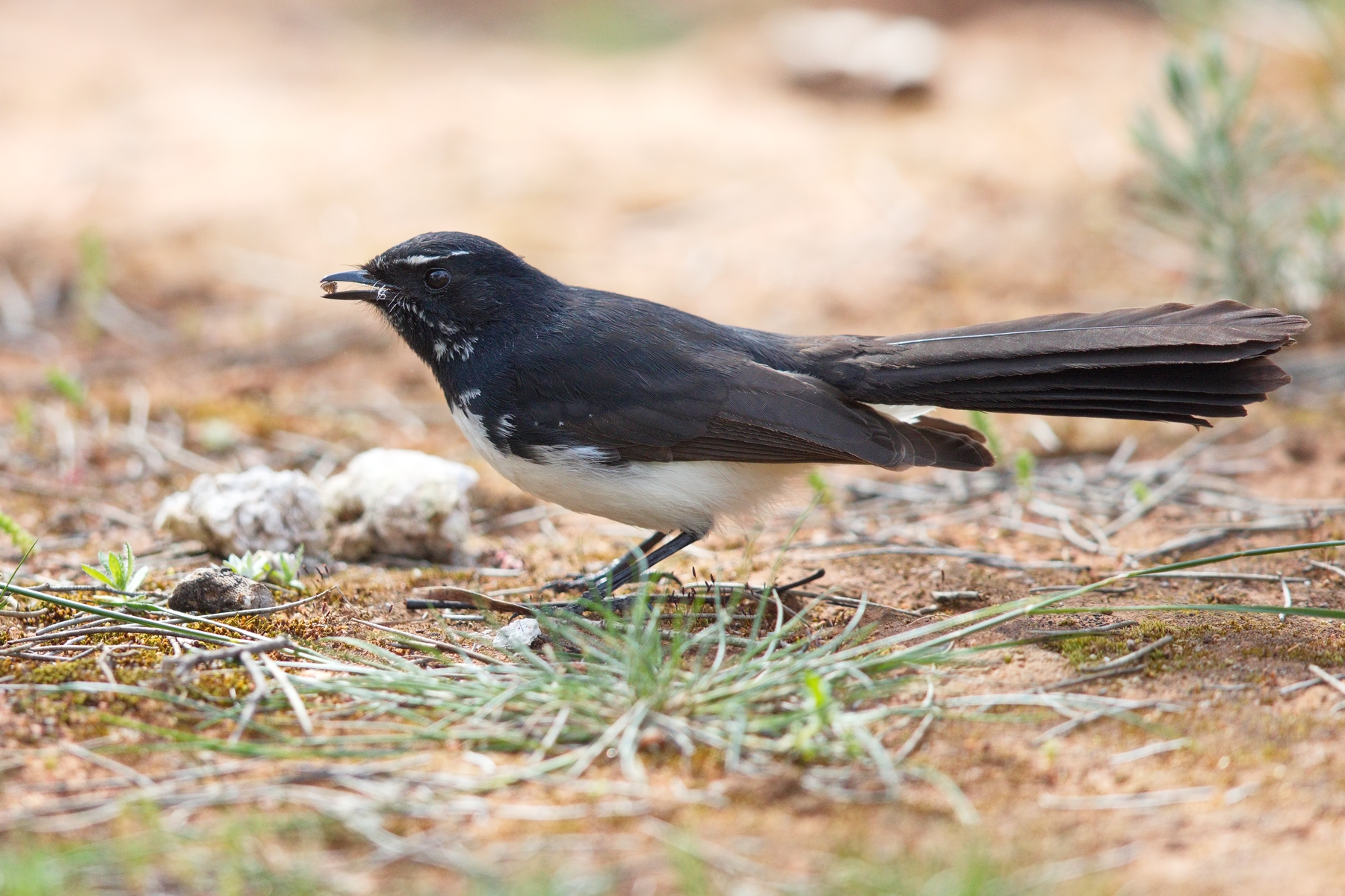 Willie Wagtail (Image ID 44757)